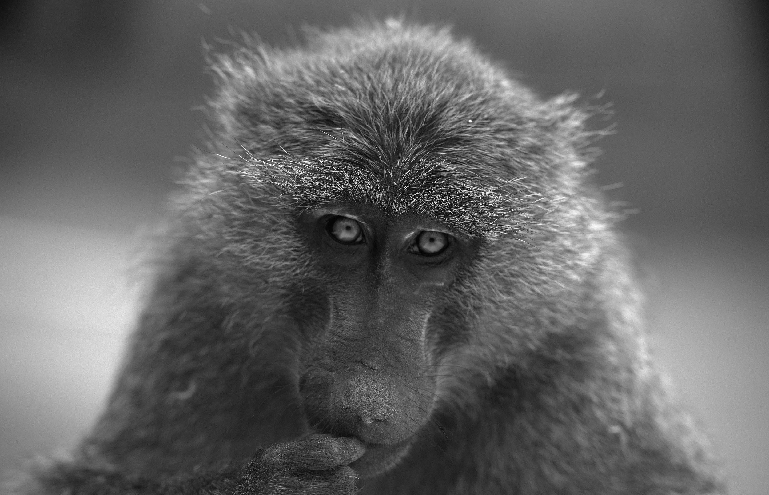 Close-up of a baboon's face in black and white, focusing on the eyes and facial features.