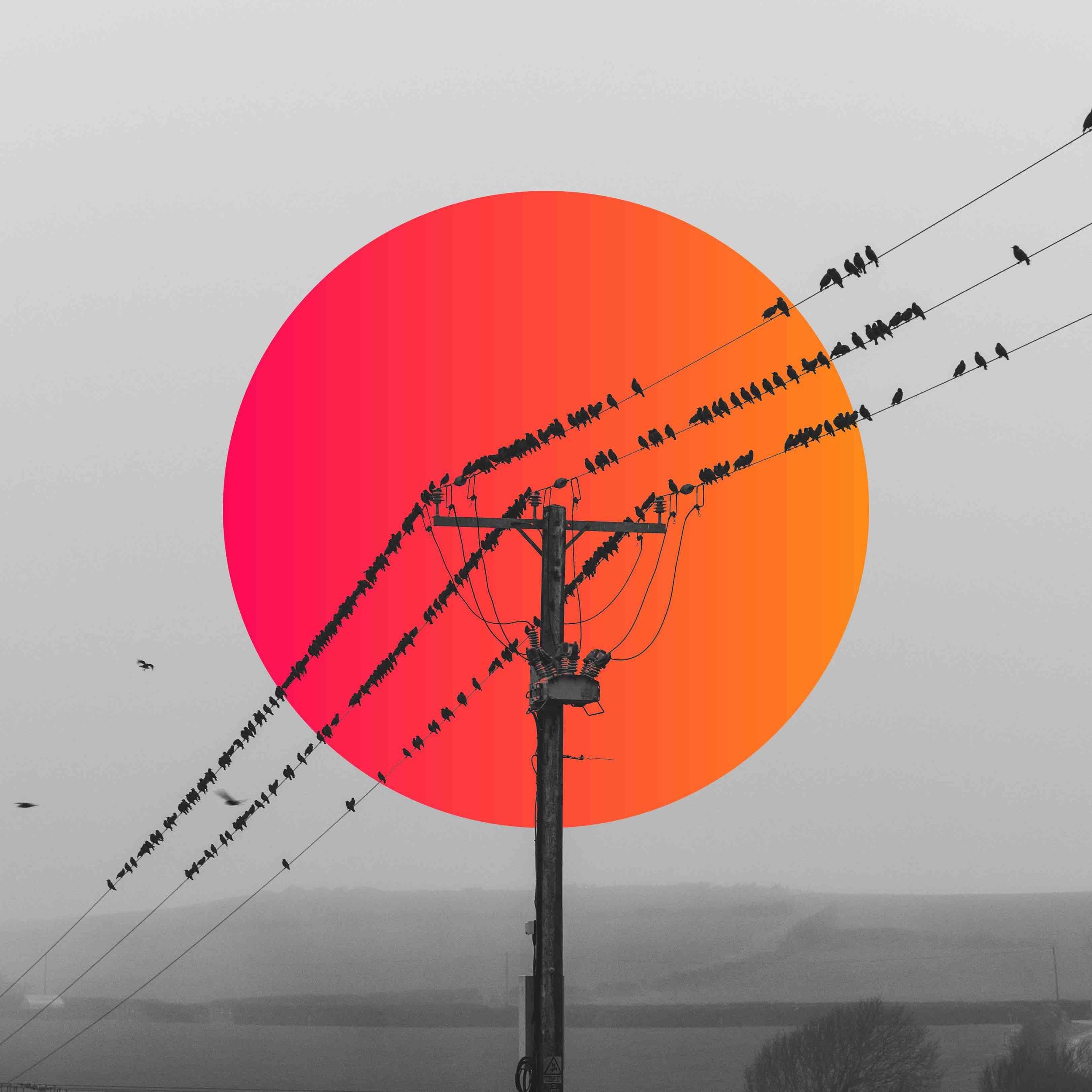 Silhouette of birds perched on power lines with a large, vibrant orange-red circle in the background, creating a striking contrast against a gray sky.
