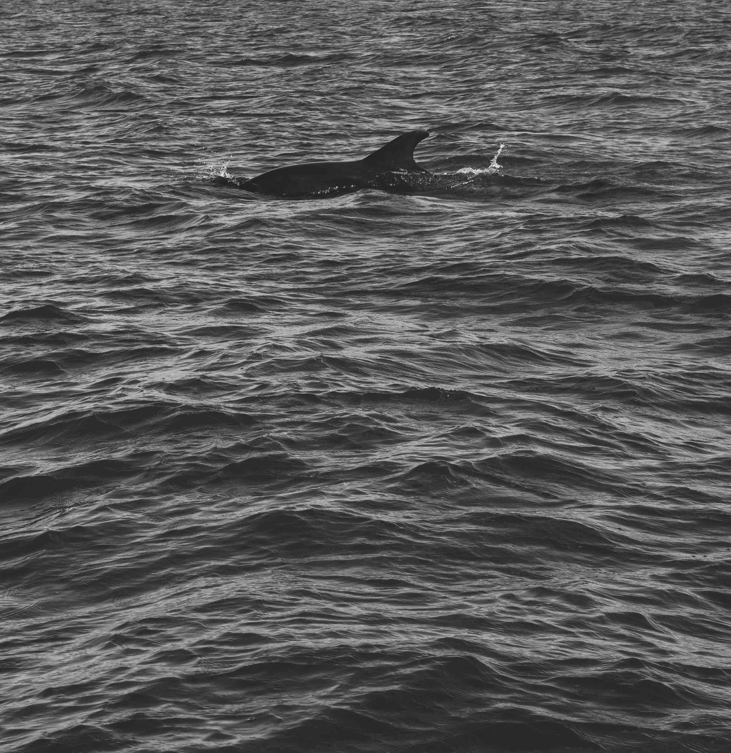 Black and white photo of a dolphin's dorsal fin above the ocean surface.