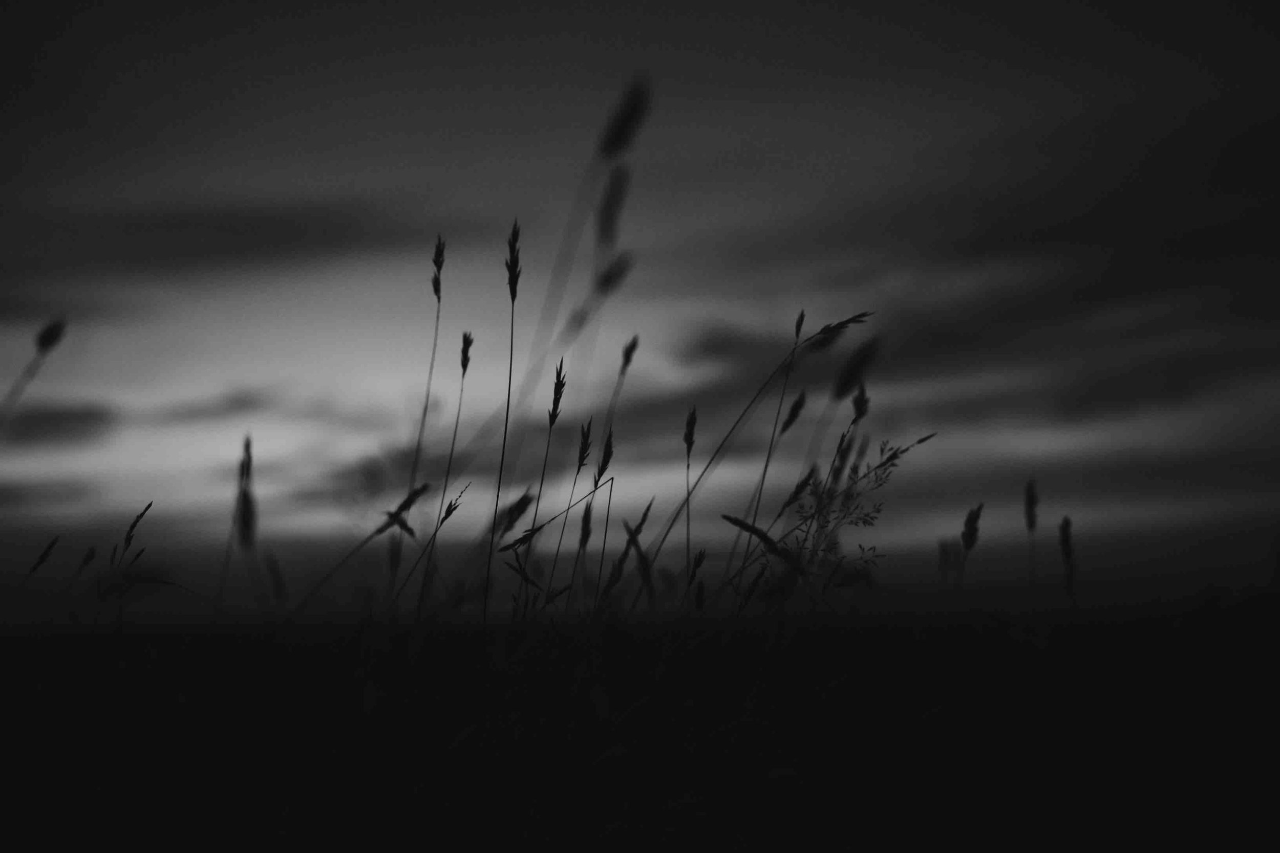 Silhouette of tall grass against a cloudy twilight sky.