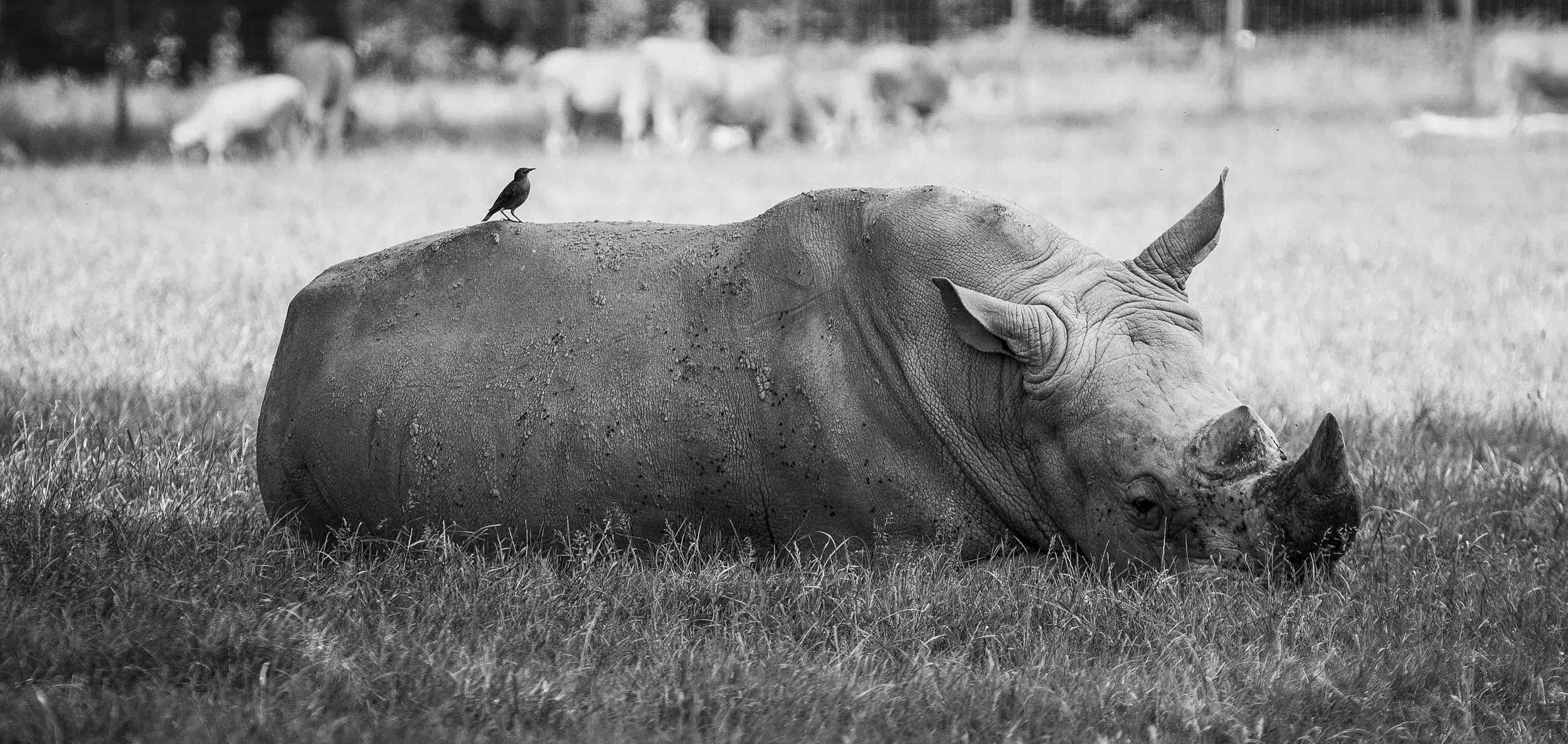 A rhinoceros lying in the grass with a bird perched on its back.