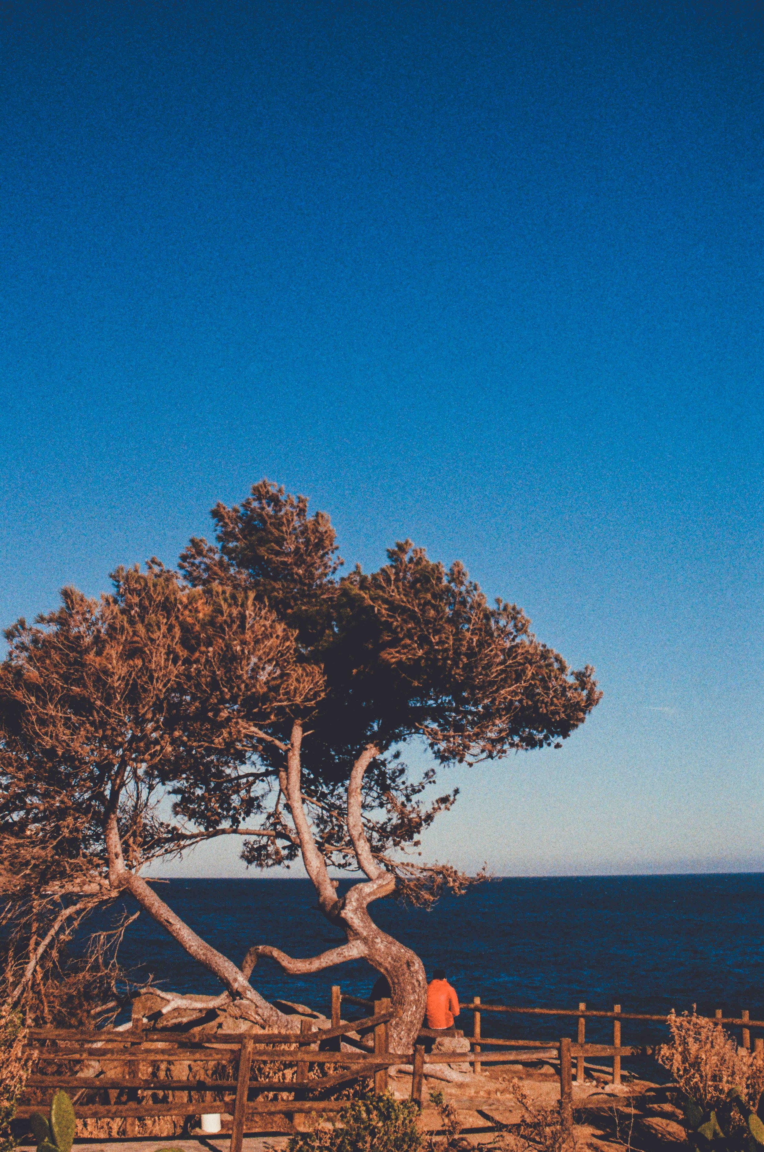 Twisted tree overlooking the ocean with a clear blue sky, person in red sitting on a bench near a wooden fence.