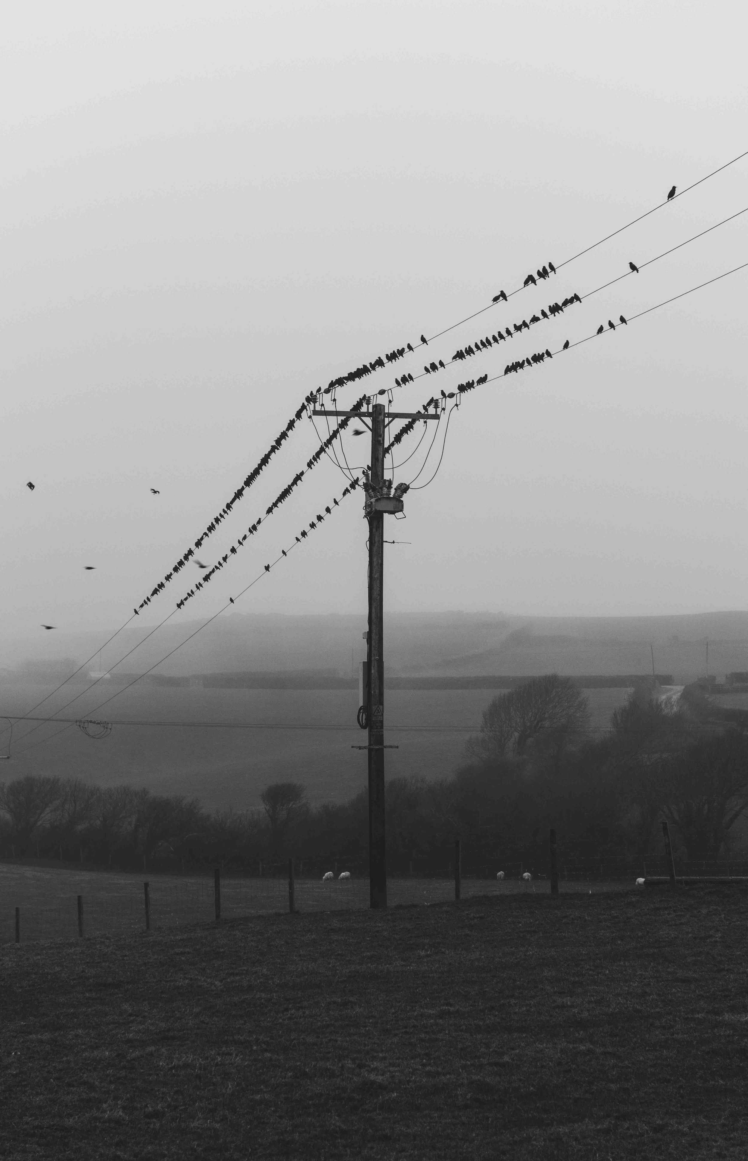 Birds perched on power lines with a utility pole in a foggy countryside landscape.