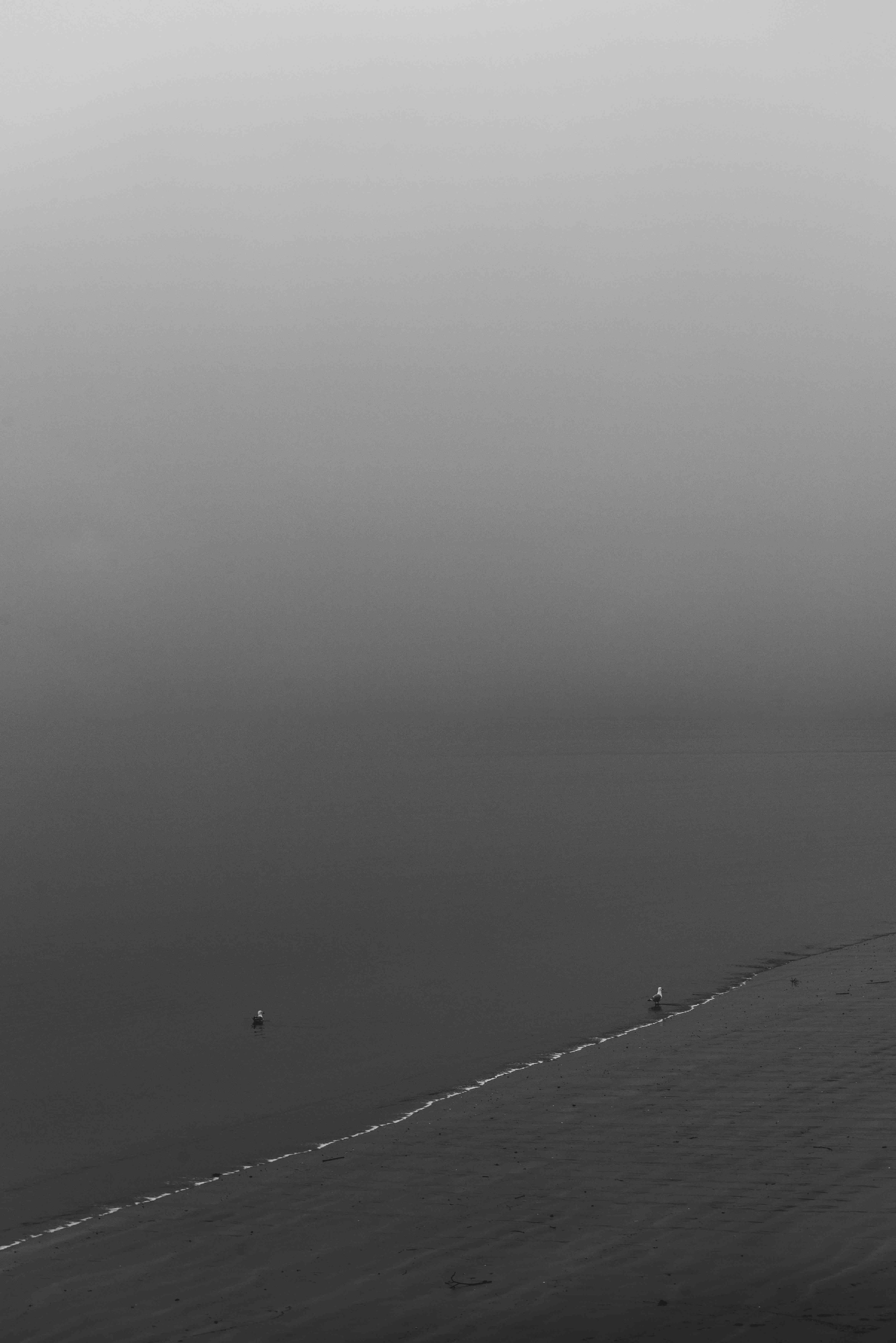 Monochrome image of a misty beach with two birds on the sand.