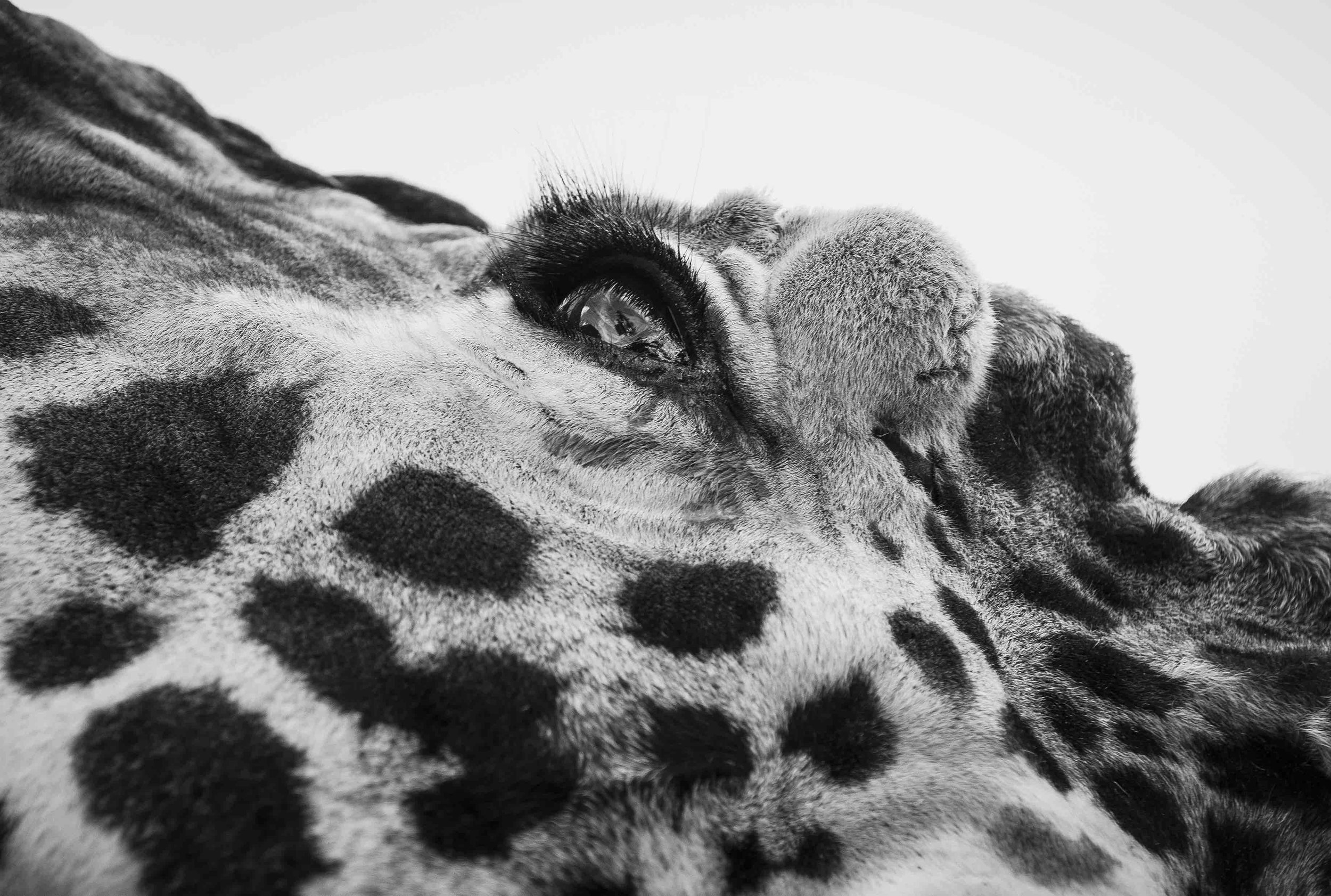 Close-up of a giraffe's eye and spotted skin in black and white.