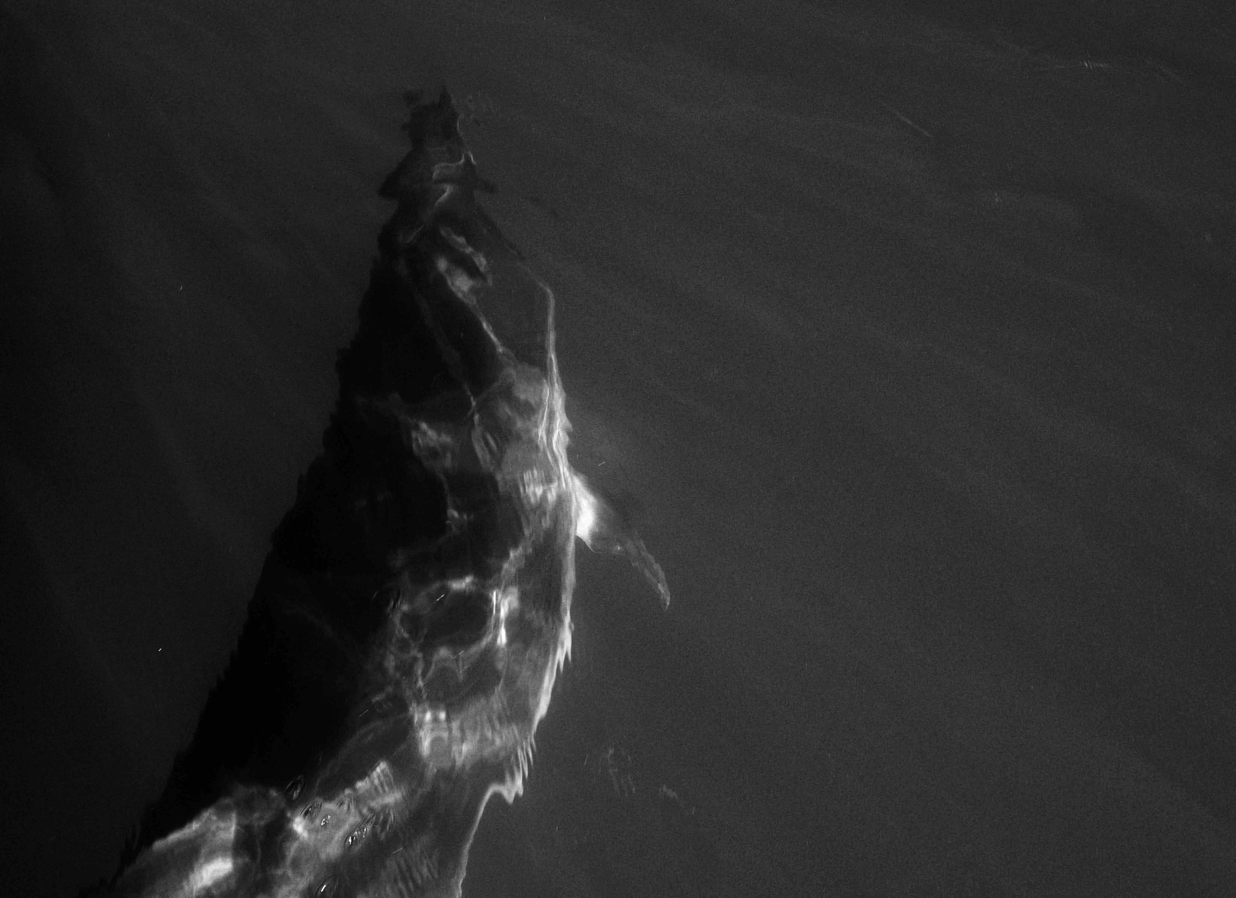 Shark dorsal fin in water, monochrome image