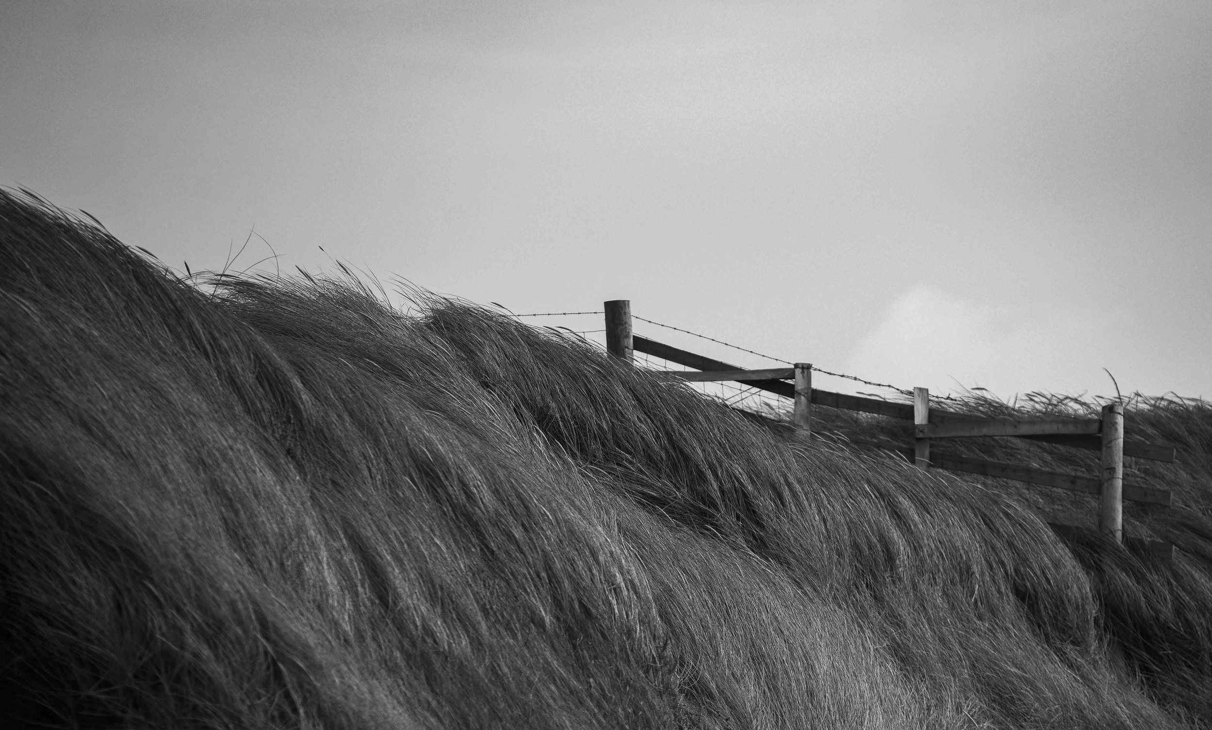 Black and white photo of tall grass on a hillside with a wooden fence in the background.