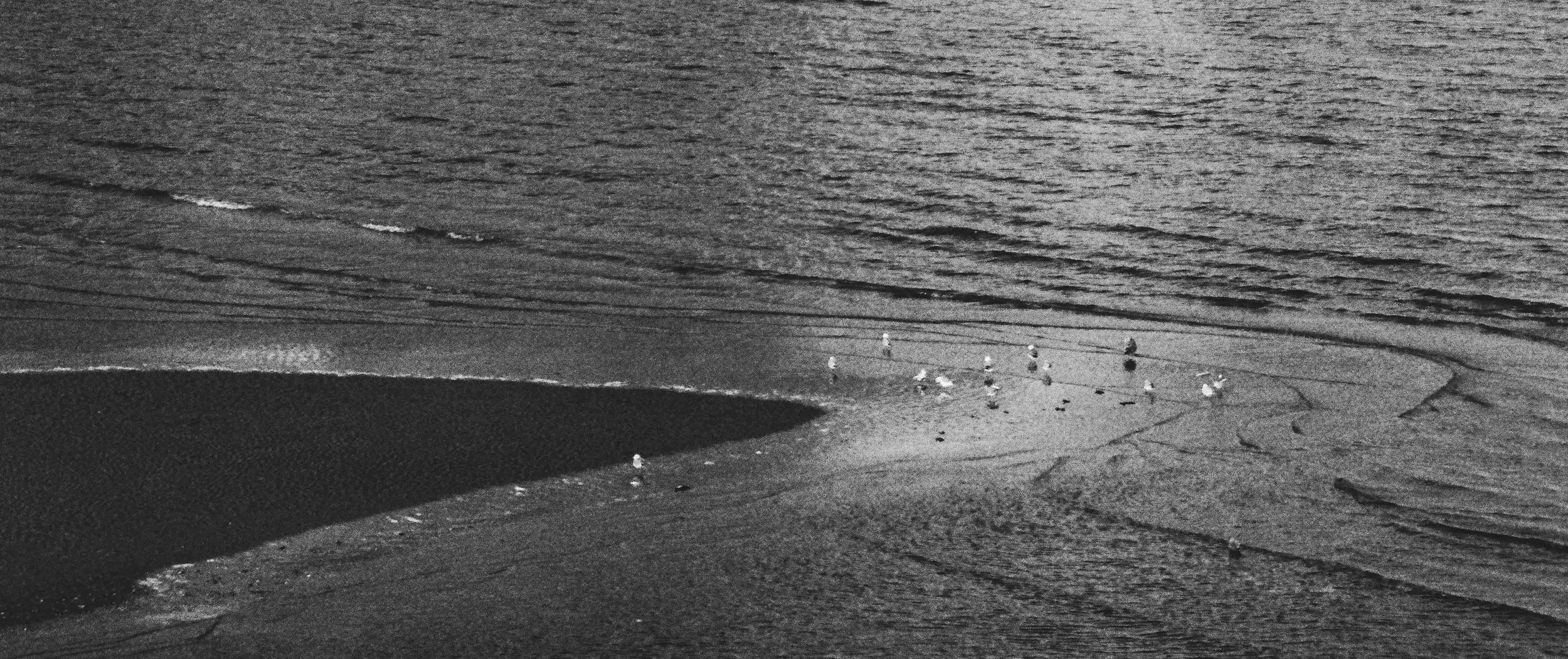 Black and white image of a beach with seagulls and ocean waves.