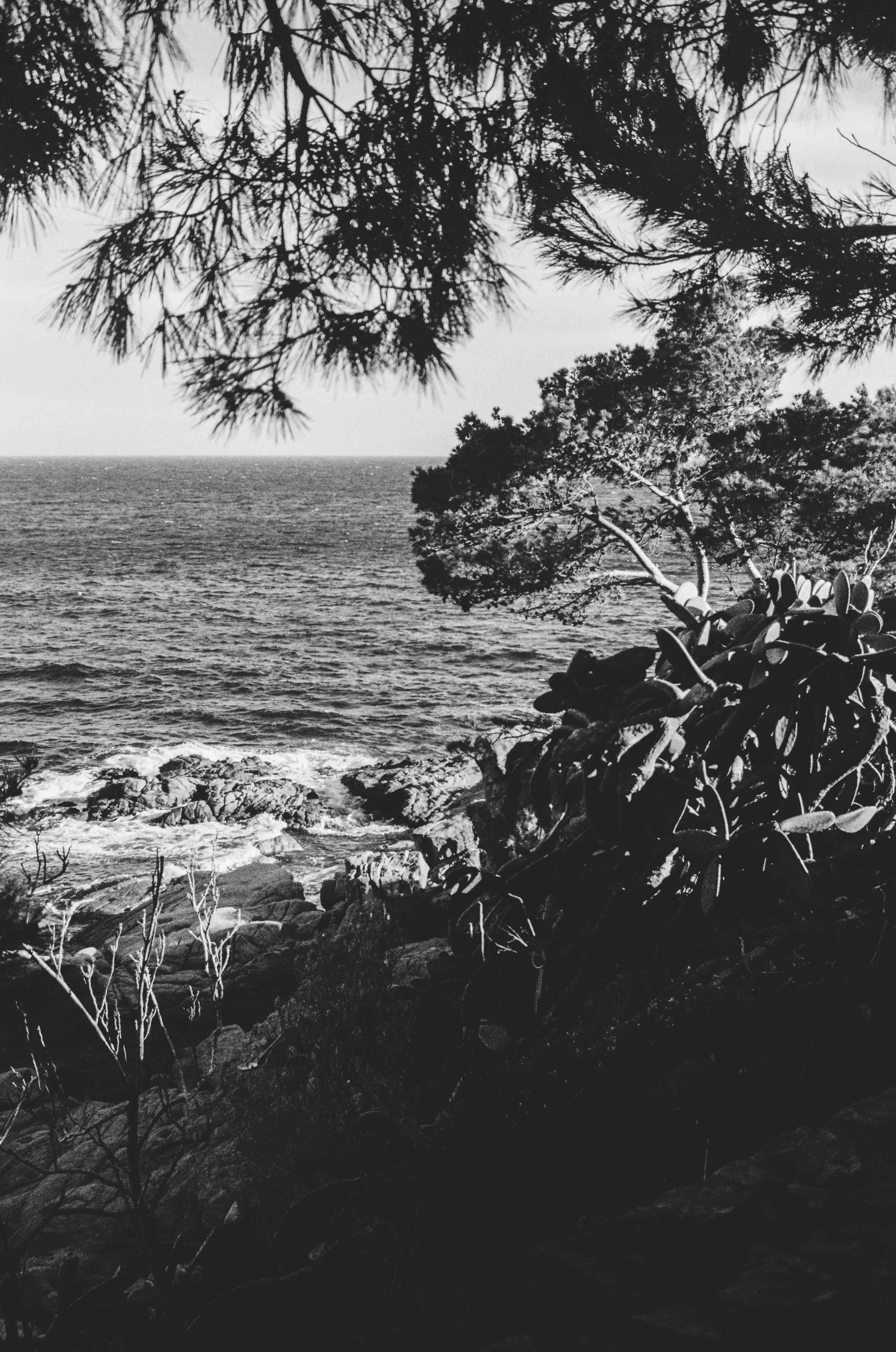 Black and white coastal landscape with trees and ocean