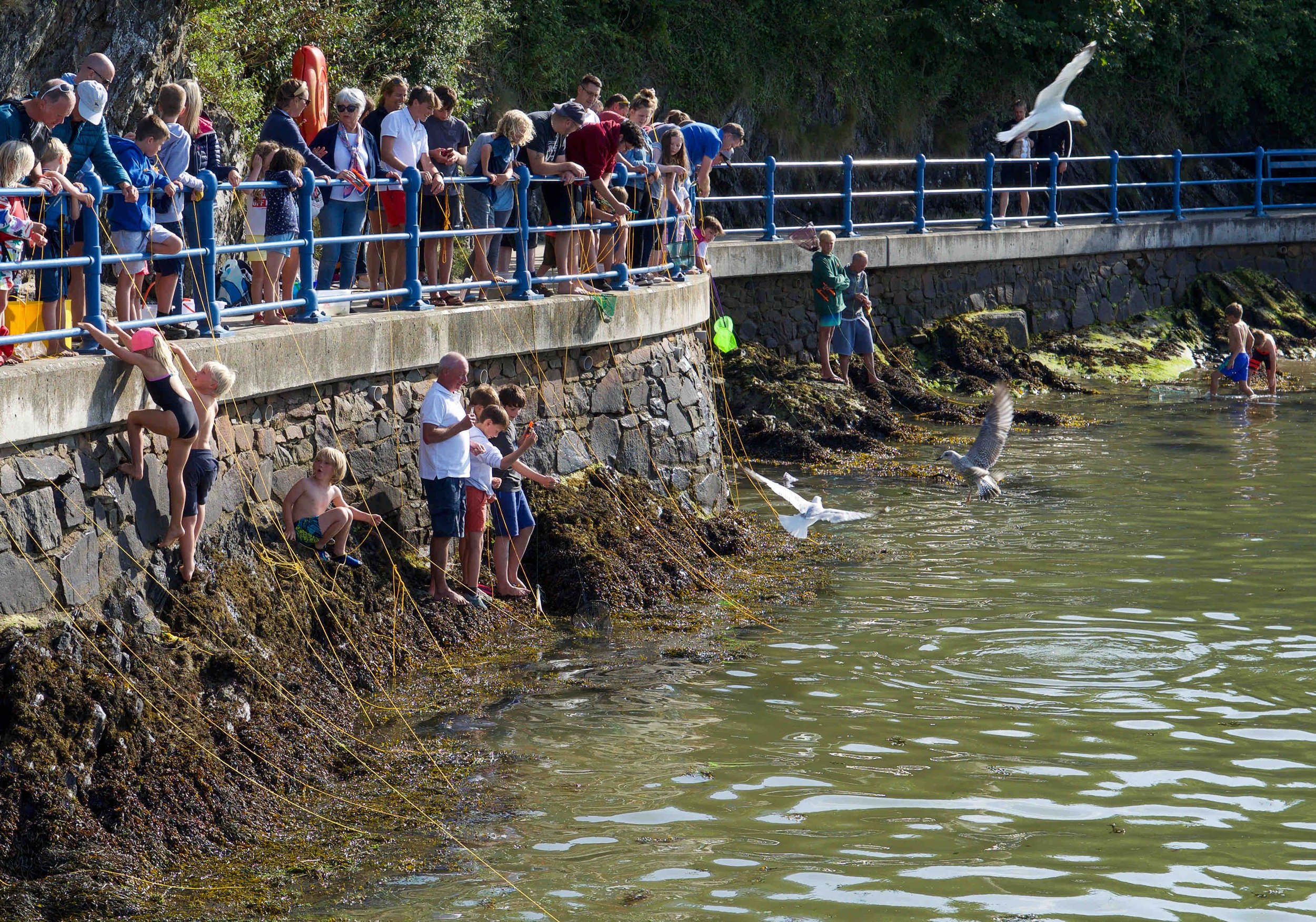 People crabbing off a stone pier, using lines over the water, with seagulls flying nearby.