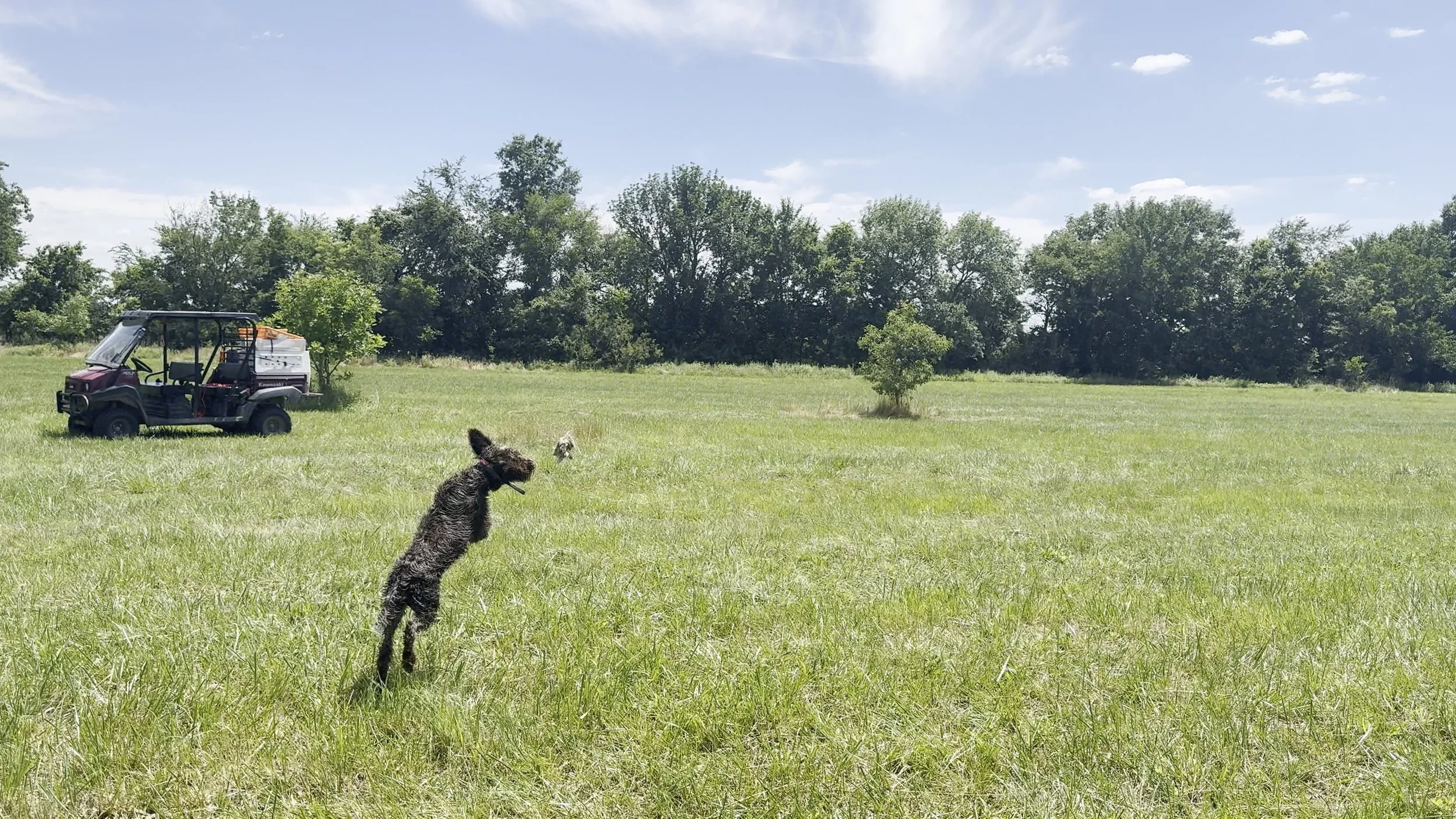 Hazel Went to Bird Dog Bootcamp