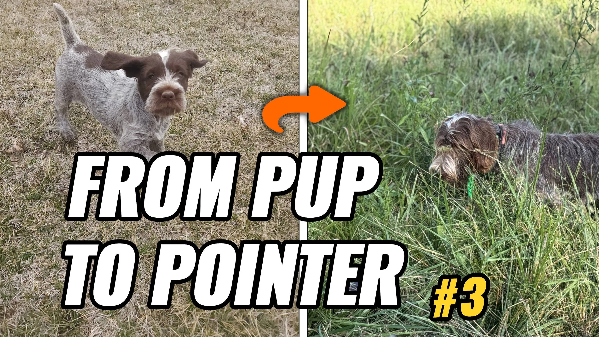 Episode 03: From Pup to Pointer