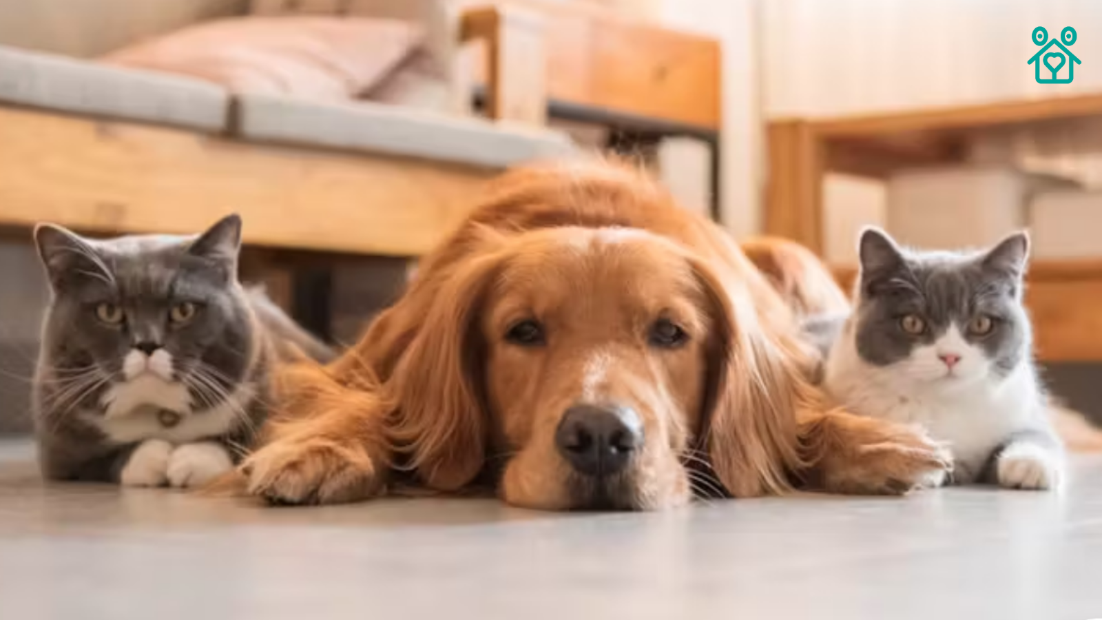 Are Cats Smarter Than Dogs? | TrustedHousesitters | Pets | Published: 16 July 2024