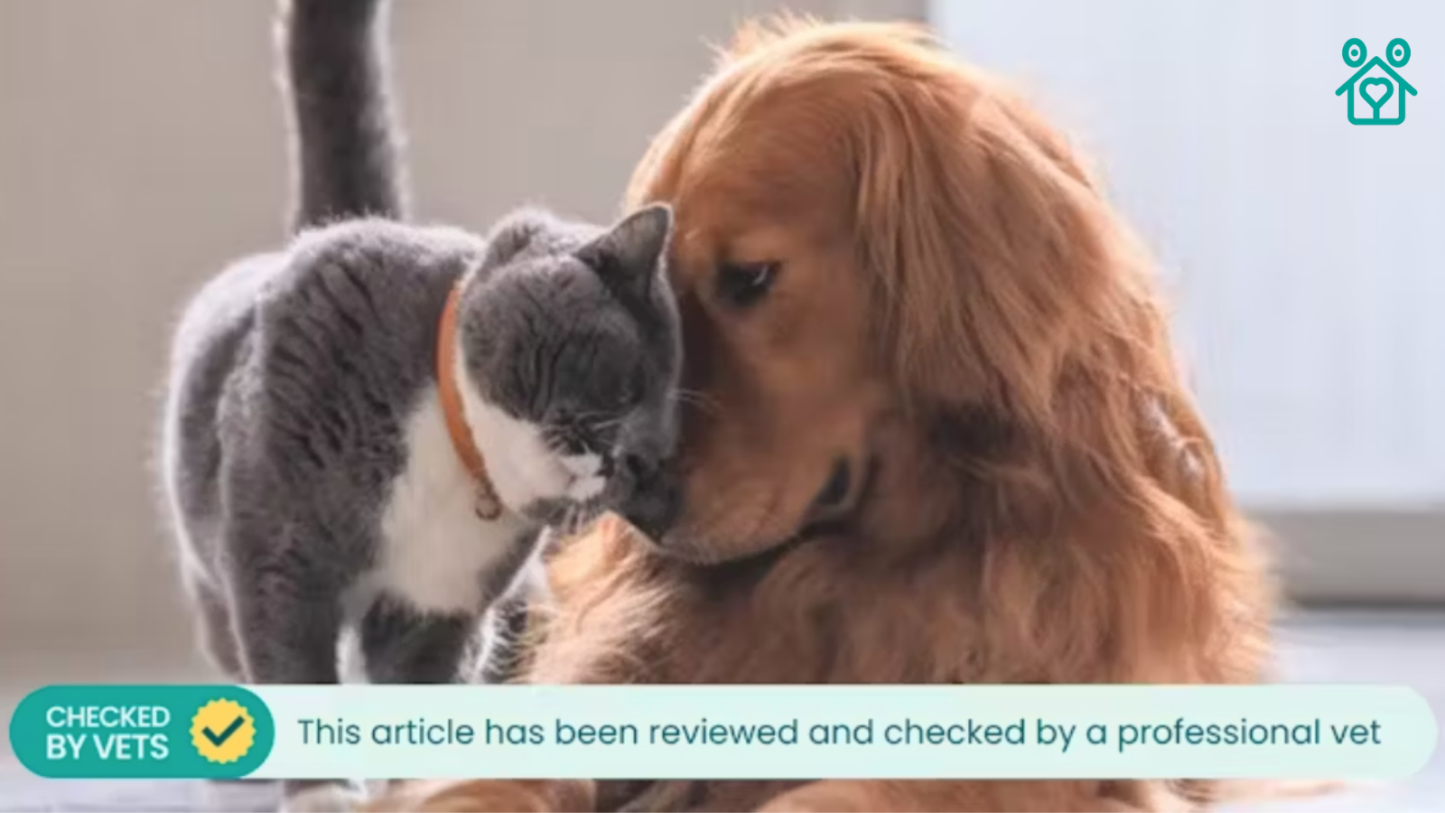 Why Do Cats Live Longer Than Dogs? | TrustedHousesitters | Pets | Published: 19 June 2024