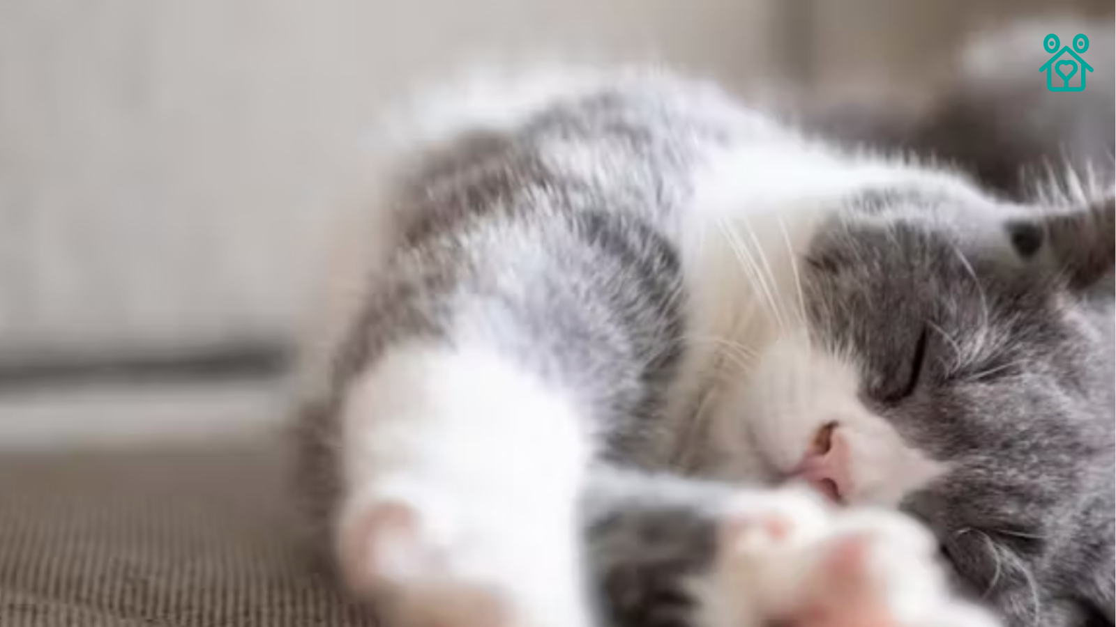 Trilling in Cats: What Is It And Why Do Cats Do It? | TrustedHousesitters | Pets | Published: 12 January 2024