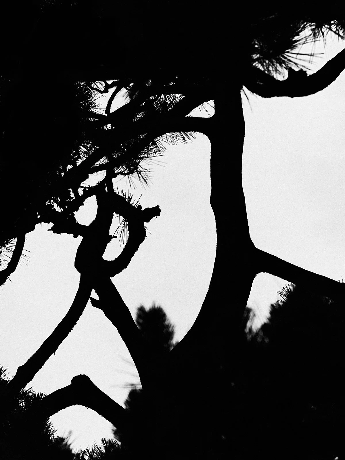 Characters of the trees