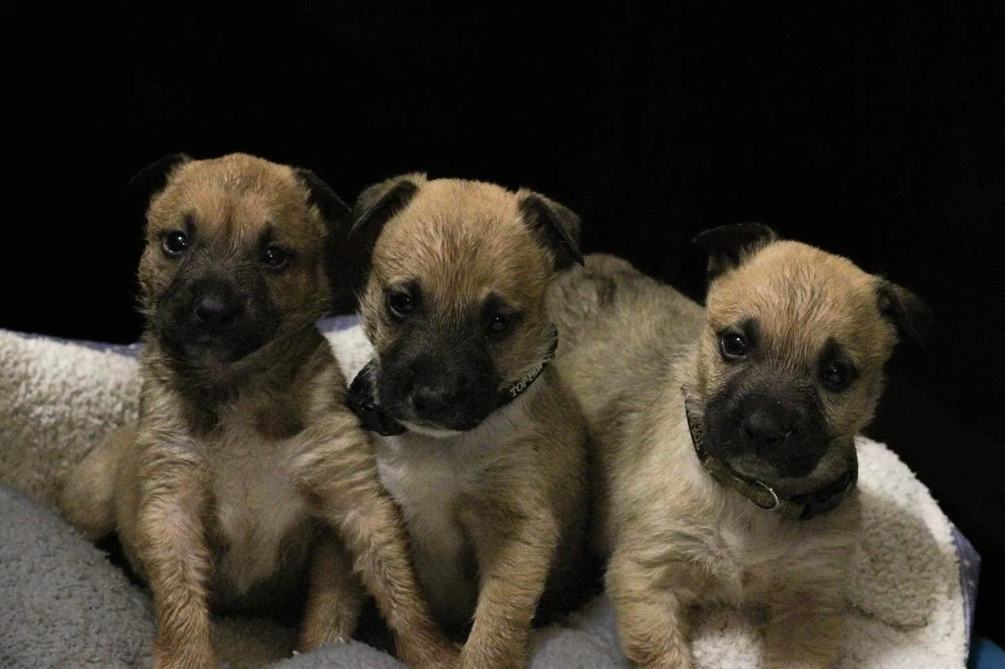 Sam, Cas, and Dean are thriving! These cuties have had a rough start to life, but they finally have the stability they&rsquo;ve been missing.❤️&zwj;🩹

Now, they&rsquo;re moving on to eating some slurry and catching up on their beauty sleep.😴

#elpa