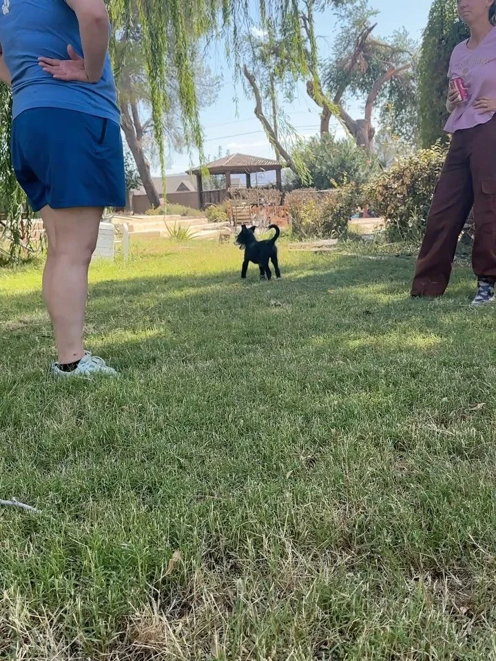 Have some serotonin, courtesy of Gio&hellip;

This cutie is heading up to @otatpdx next week, and we can&rsquo;t wait to see this baby thrive in the Good Life. 🥰

#elpasotexas #elpasopets #endthecycle #transportsaveslives #shelterdogsaregooddogs