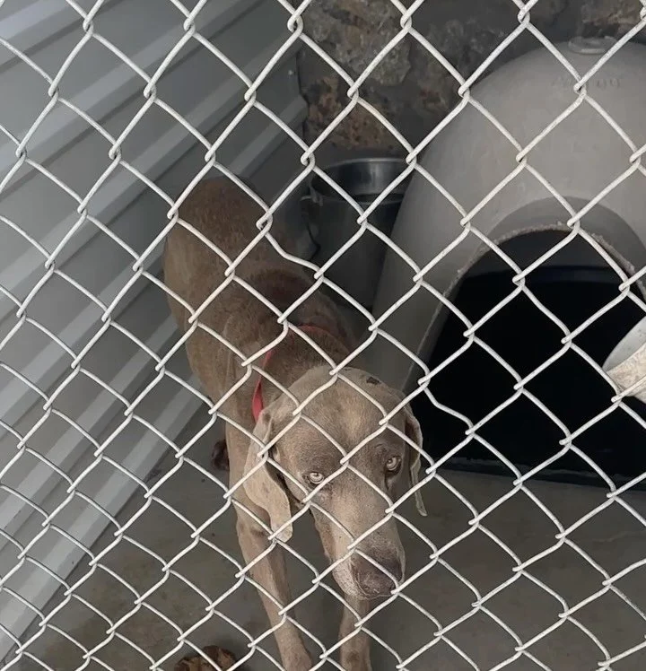 Jethro arrived at El Paso Animal Services absolutely terrified. For weeks, shelter staff was unable to coax him to leave his kennel.

On the day he was confident enough to walk, we were waiting in the parking lot to take him to the Ranch. He was the 