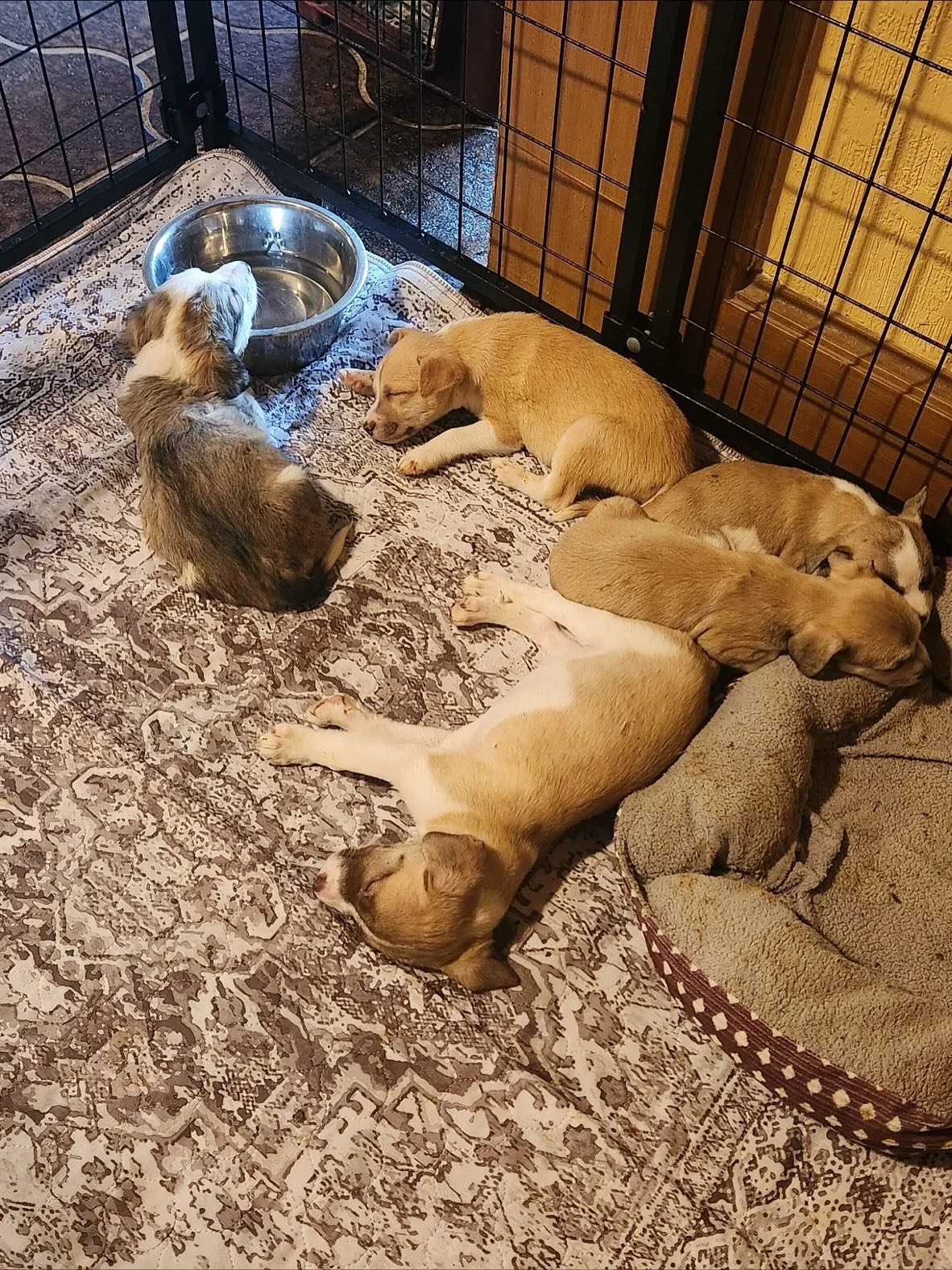 Meet some of our newest additions! These cuties are hanging out with us for the next few weeks until their flight. While they&rsquo;re here, they get to decompress, play, and just be puppies again 🥰

#elpasopets #elpasotexas #transportsaveslives #pu