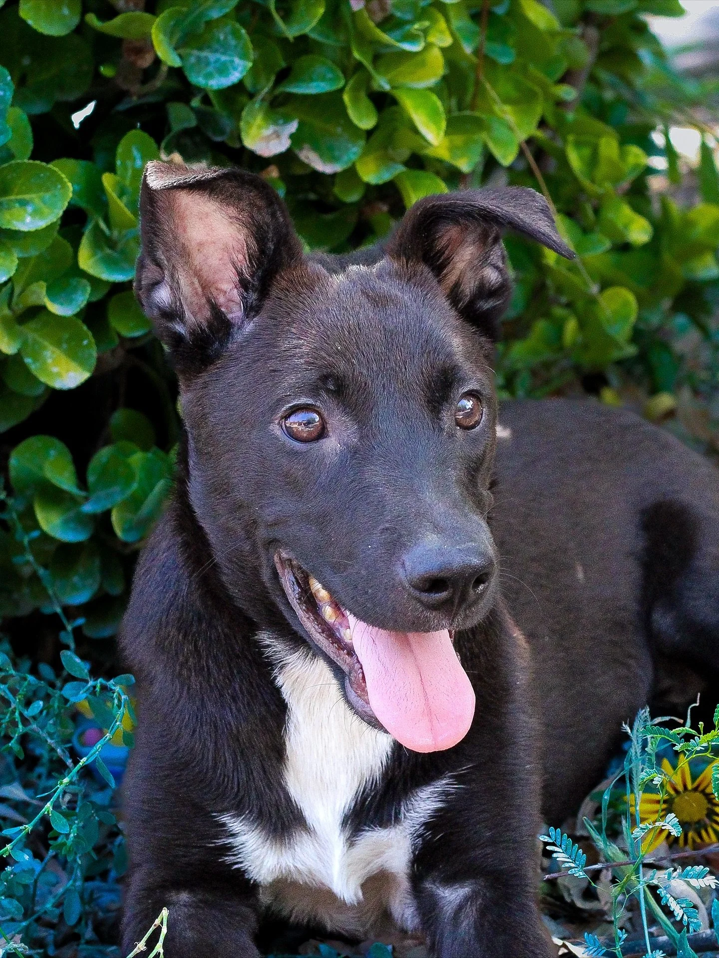 Looking for the perfect pup at Wag-o-ween? Our very own Stan the Man would love to meet you!😍

Stanley is about 6 months old and the sweetest heeler mix you&rsquo;ve ever met. He is such a goofball, and it&rsquo;s time for him to find a forever home