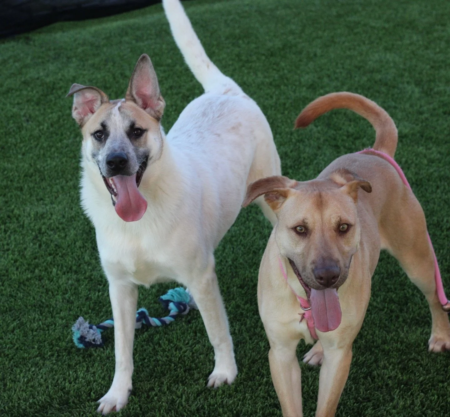 Among the cuties on the flight yesterday were longstay shelter pups Paco and Cabbage. 

We met them both when they were puppies, and we saw both of them spend their puppyhoods in the shelter, despite being such sweet, playful, lovable pups.

We&rsquo