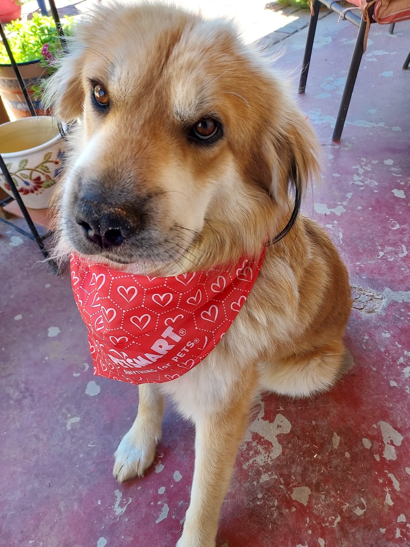 Looking for the perfect pup for the holidays? Rusty is just the sweetest love bug there ever was. He adores belly rubs, cuddles, and being close to his people.

Rusty is wonderfully well-mannered:
- Crate trained and walks right in on his own
- Barks
