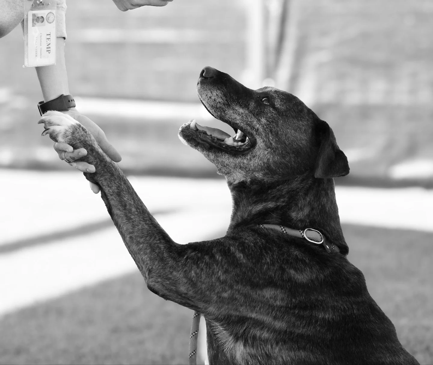 Dozer&rsquo;s one year anniversary at the shelter came and went quietly last week, with still no interest in our favorite senior.

Dozer is now the longest stay at @epanimalsvc, despite being one of the easiest, chillest pups we know.

He&rsquo;s pot