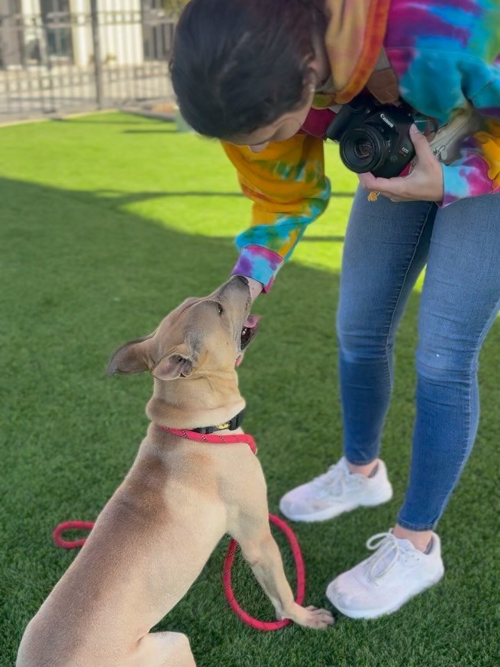 This is a dog that deserves better. This is a dog that deserves a home.

It&rsquo;s difficult to put into words. We&rsquo;ve known Brussel for over a year. He was just a baby when he arrived, the day before Thanksgiving last year. 

This puppy has no