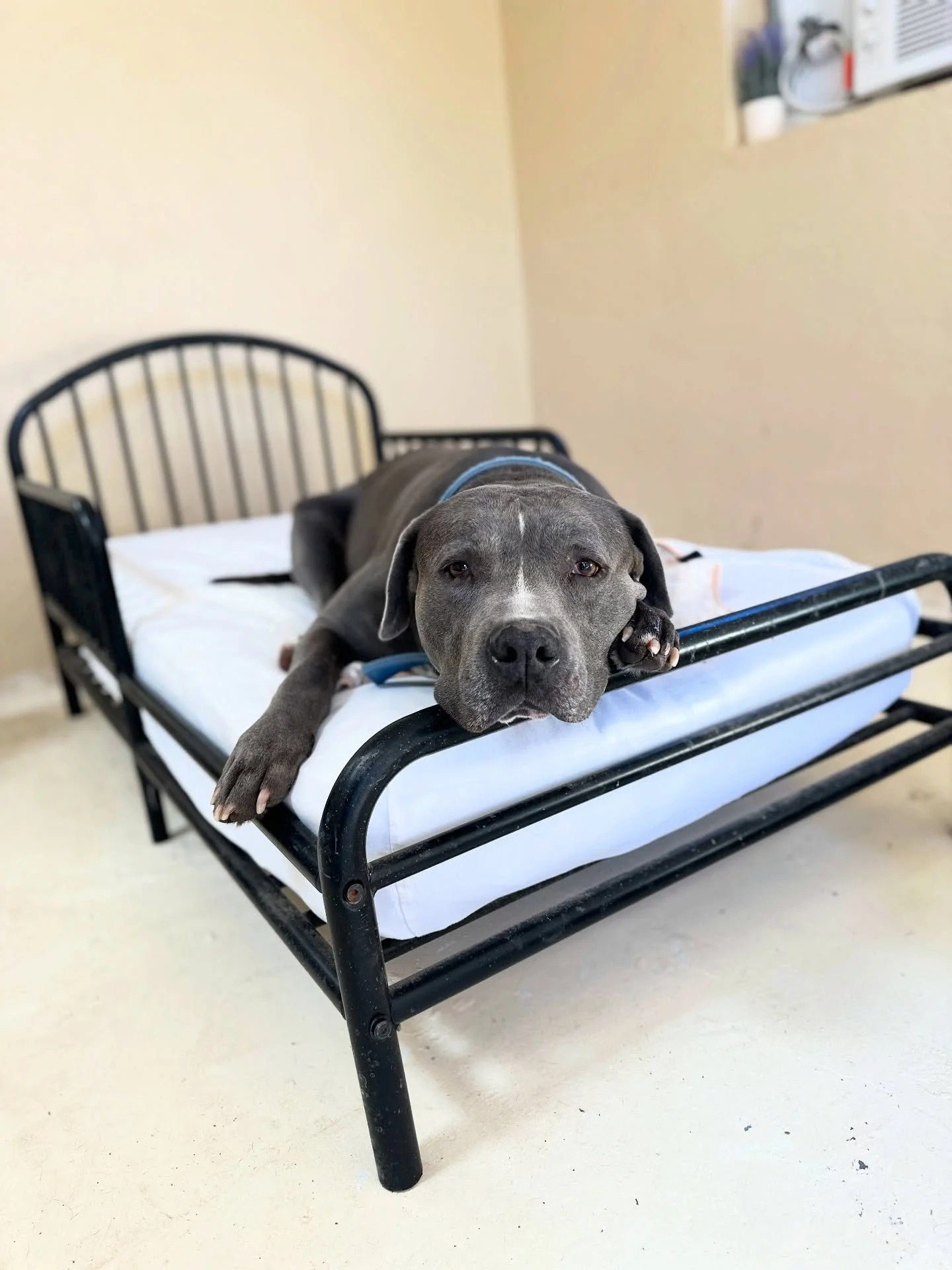 If you&rsquo;d like to support our mission at the Ranch this Giving Tuesday, our Amazon wishlist and donation links are in our bio!

We&rsquo;d particularly love cleaning supplies (#lifewithfosterpuppies&hellip;if you know, you know 🤭), toys, and bl