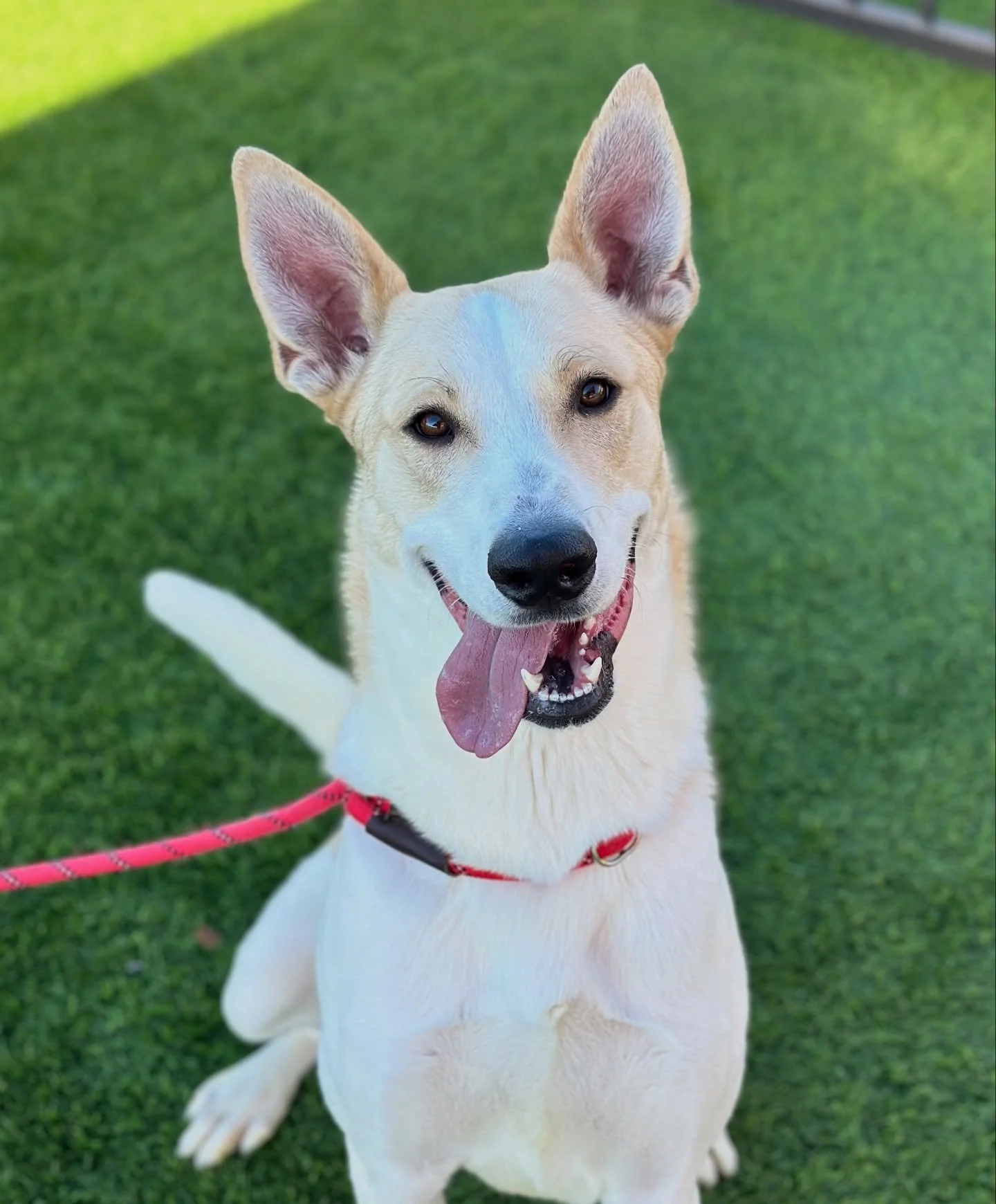 Spot first arrived at the shelter when he could fit in the palm of your hand. He was adopted quickly.

He came back in August, 8 months old and 75 pounds, after growing too big for his home.

Spot is now a year old and At Risk at the shelter, and he 