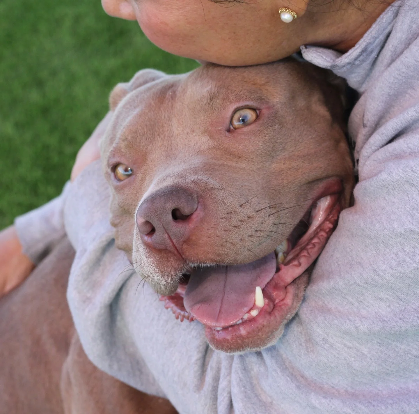 Juicy Couture is love. She wiggles with it. Every breath and heartbeat in this dog is just LOVE. ❤️ 

She is the snuggle queen. She loves to bury her head in your chest, or roll on her back for belly rubs, or sit as close to you as possible. She can&