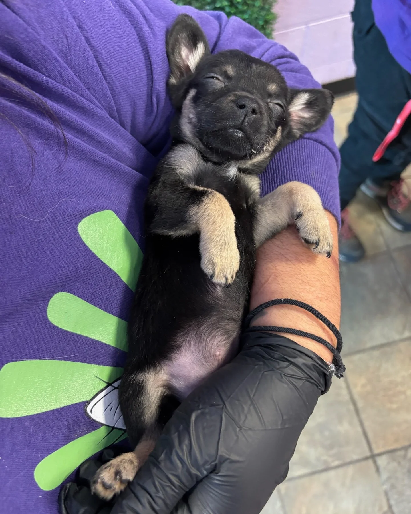 What better way to end and start the new year than with a litter of 13 puppies! 😅🥰

Just before Christmas, the shelter called us to ask if we had space to foster a litter of slurry babies abandoned in the lobby. 

We weren&rsquo;t expecting 13, but
