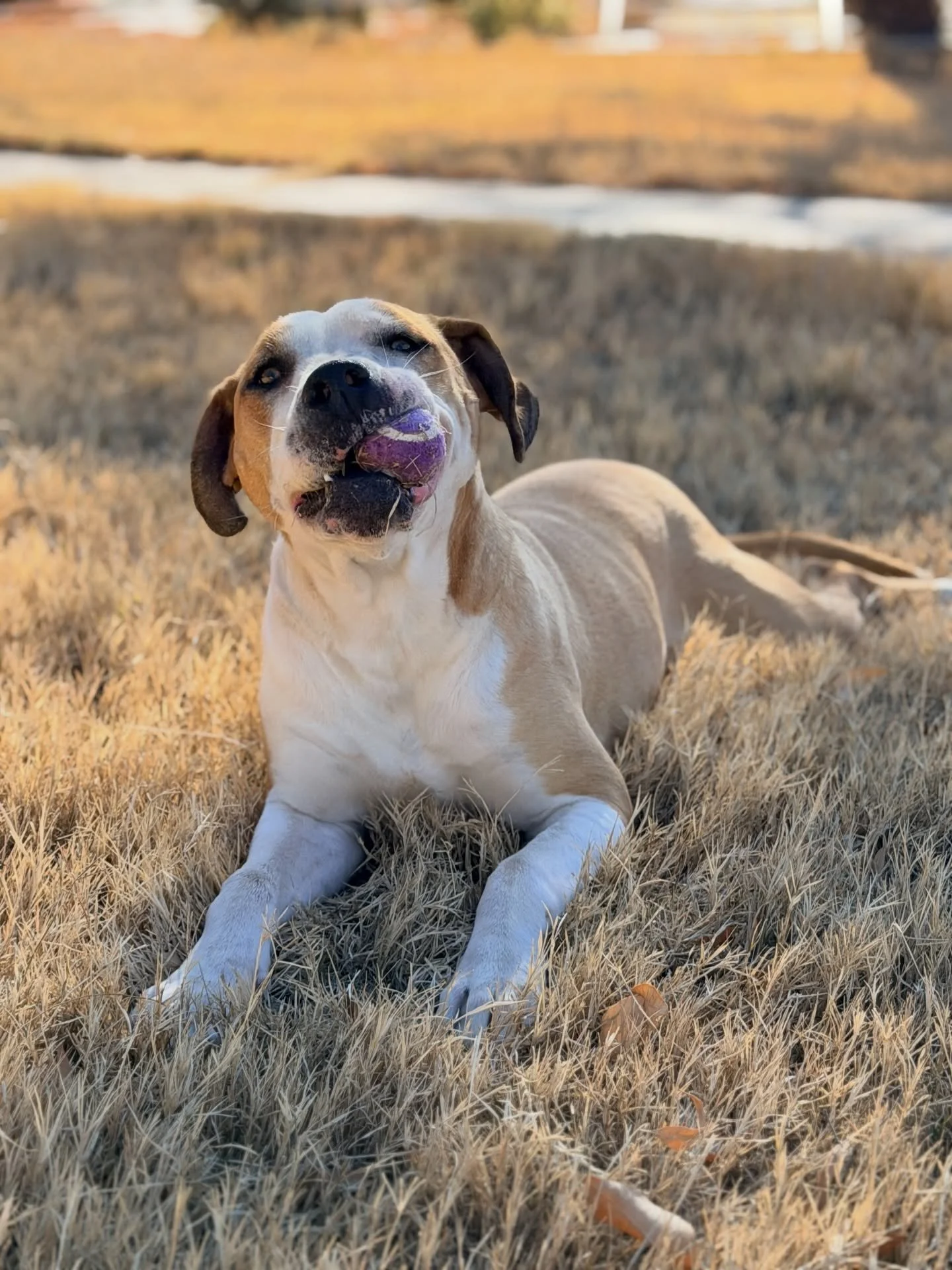 This is a difficult post to make, but after eight months in foster with us, Pretzel&rsquo;s owner has decided he is no longer able to reclaim him. He is now looking for a forever home. 🤍

Pretzel is&hellip;gosh, how do we describe him? He&rsquo;s th