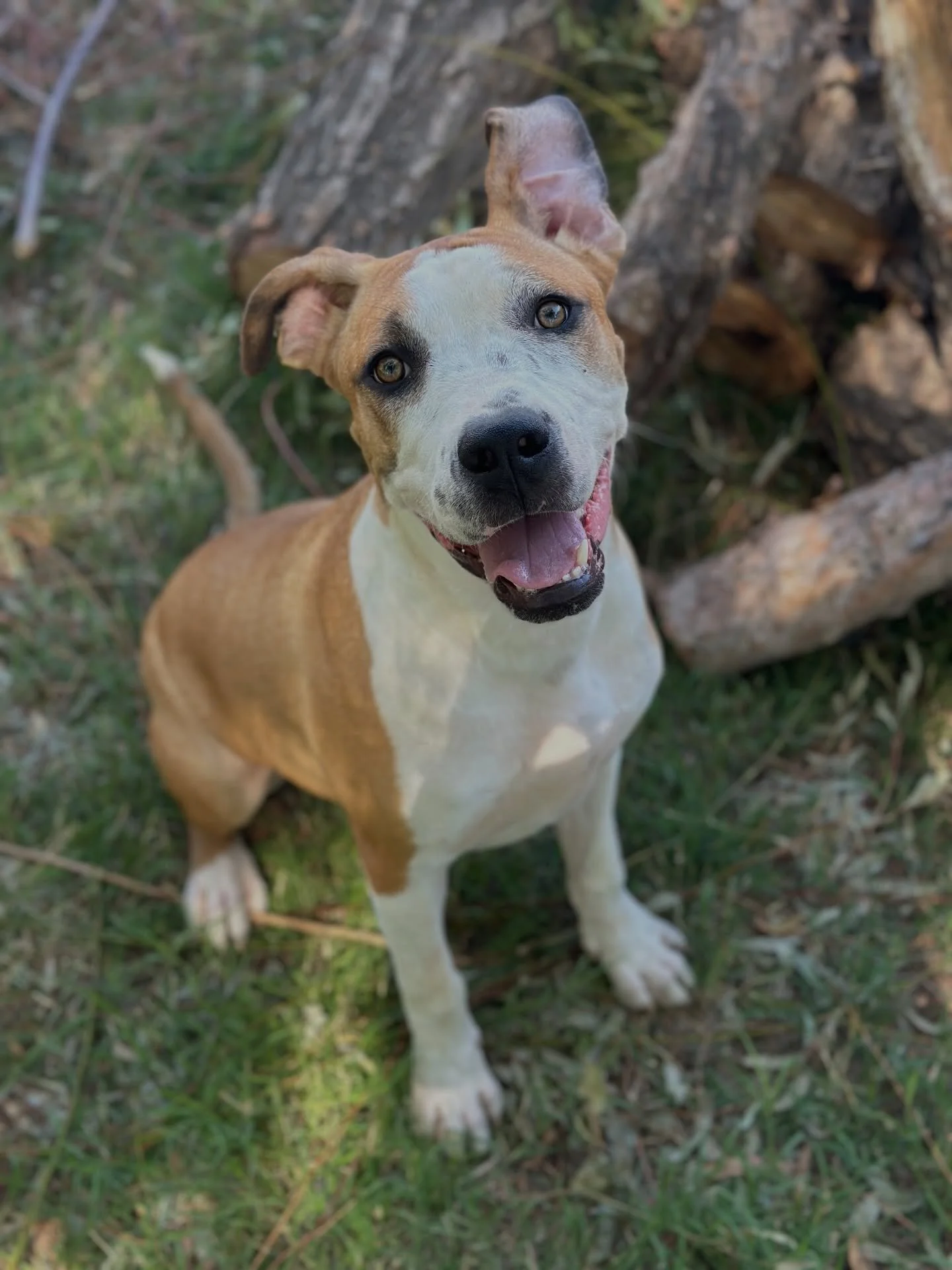 Pretzel is looking for a forever home! This cutie is:

- super sweet
- dog friendly
- loves fetch
- knows sit and is eager to learn more
- good in the car
- stick connoisseur
- total lap dog
- absolutely a model (check out that eyeliner!)
- complete 