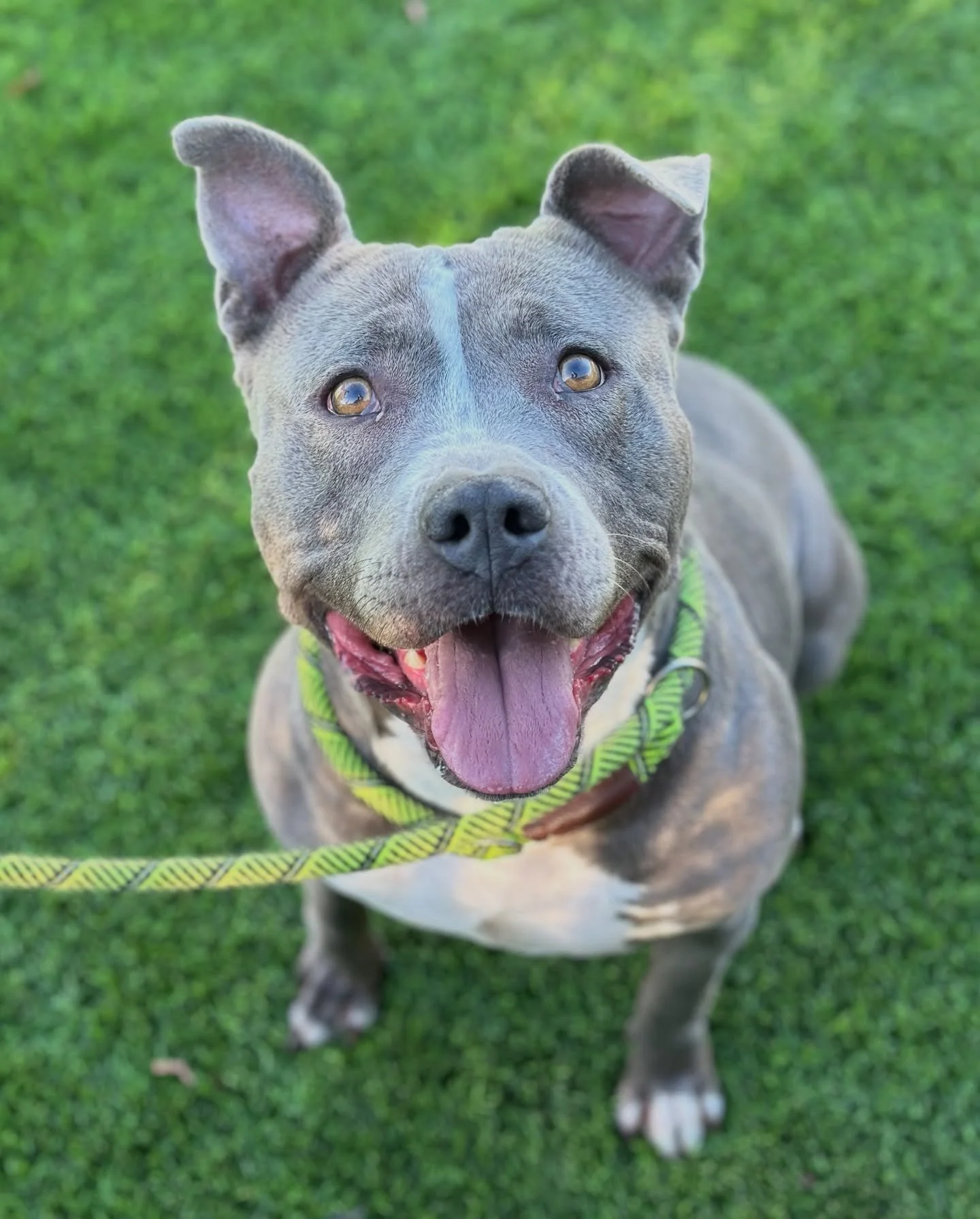 Jerrica is losing herself in front of our eyes. She is quickly deteriorating in the shelter after six months, and she urgently needs to find a foster or adopter. 

Her eyes are bright red from stress and lack of sleep, and she needs a place to rest.
