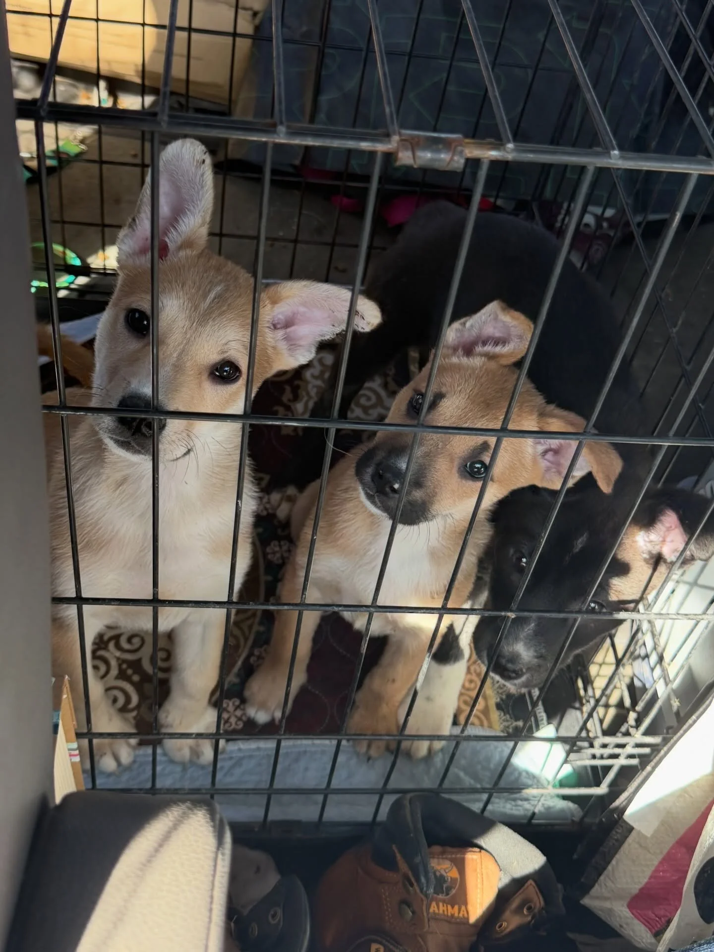 Transport day! 24 pups are heading to our rescue partner in Arizona and forever homes! 🥰🥹

Fig Bar, Croissant, and Chocolate Chip Cookie (first two slides) are now 9 weeks old. They have been shelter dogs since they were 1 week old. As much as we l