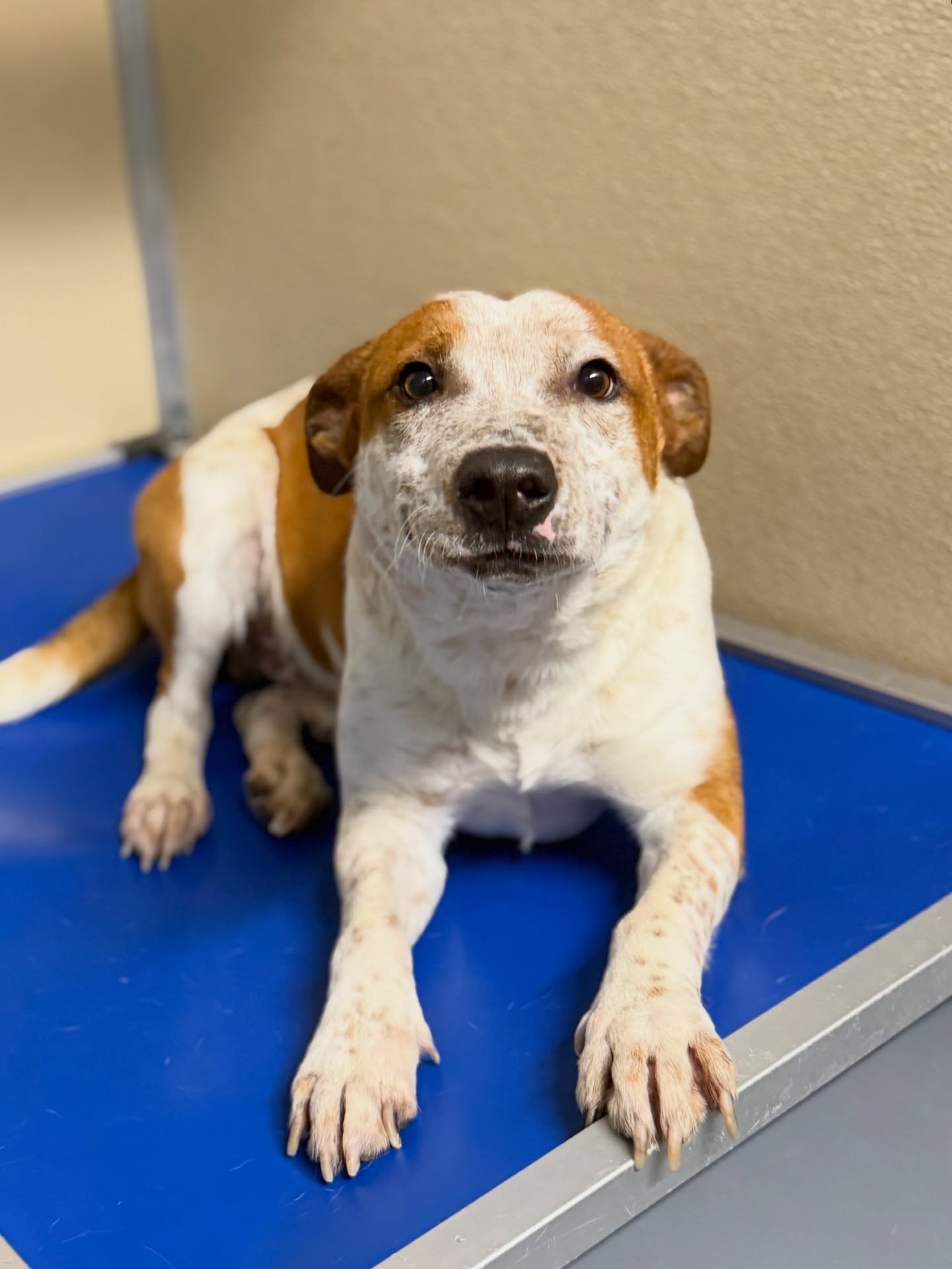 When your friend is cute but awkward 🤭

Moose is a little timid at first, but he&rsquo;s a sweet boy! He does well with other dogs and may benefit from a dog friend in his forever home.🐶

Introverts, come get your dog!🥰

🐾Moose A0060070727
📍5625