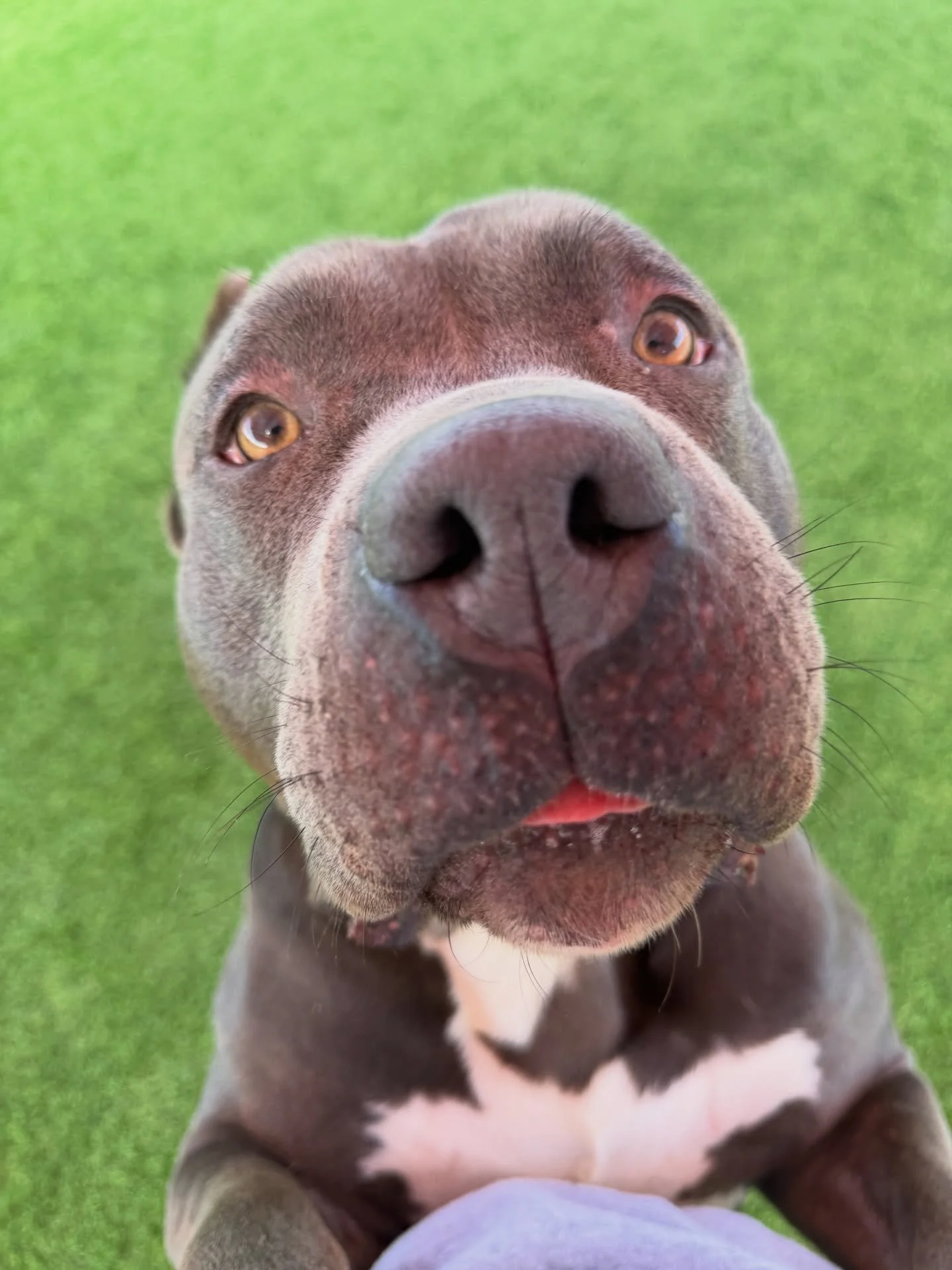 Still looking for a Valentine? Are beefy tough guys your type? Well, Bankroll may look intimidating, but he&rsquo;s a big softie.

Bankroll is 100 pounds of love. He is a big, strong boy, but he uses his muscle mass to ask for pets and treats.

He&rs
