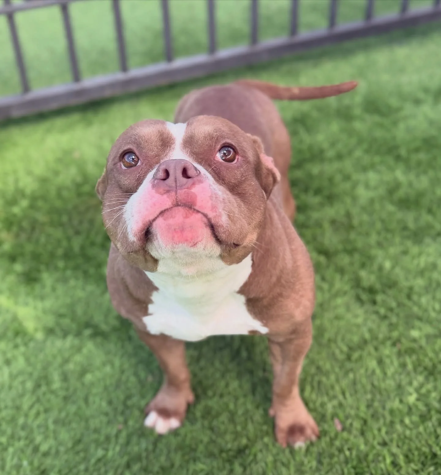 Some dogs have a harder road than others. Butterscotch is one of those dogs.

Butterscotch is one of 25 dogs rescued from a hoarding case last August. She was adopted a few months ago, and then returned through no fault of her own. Now she&rsquo;s ba