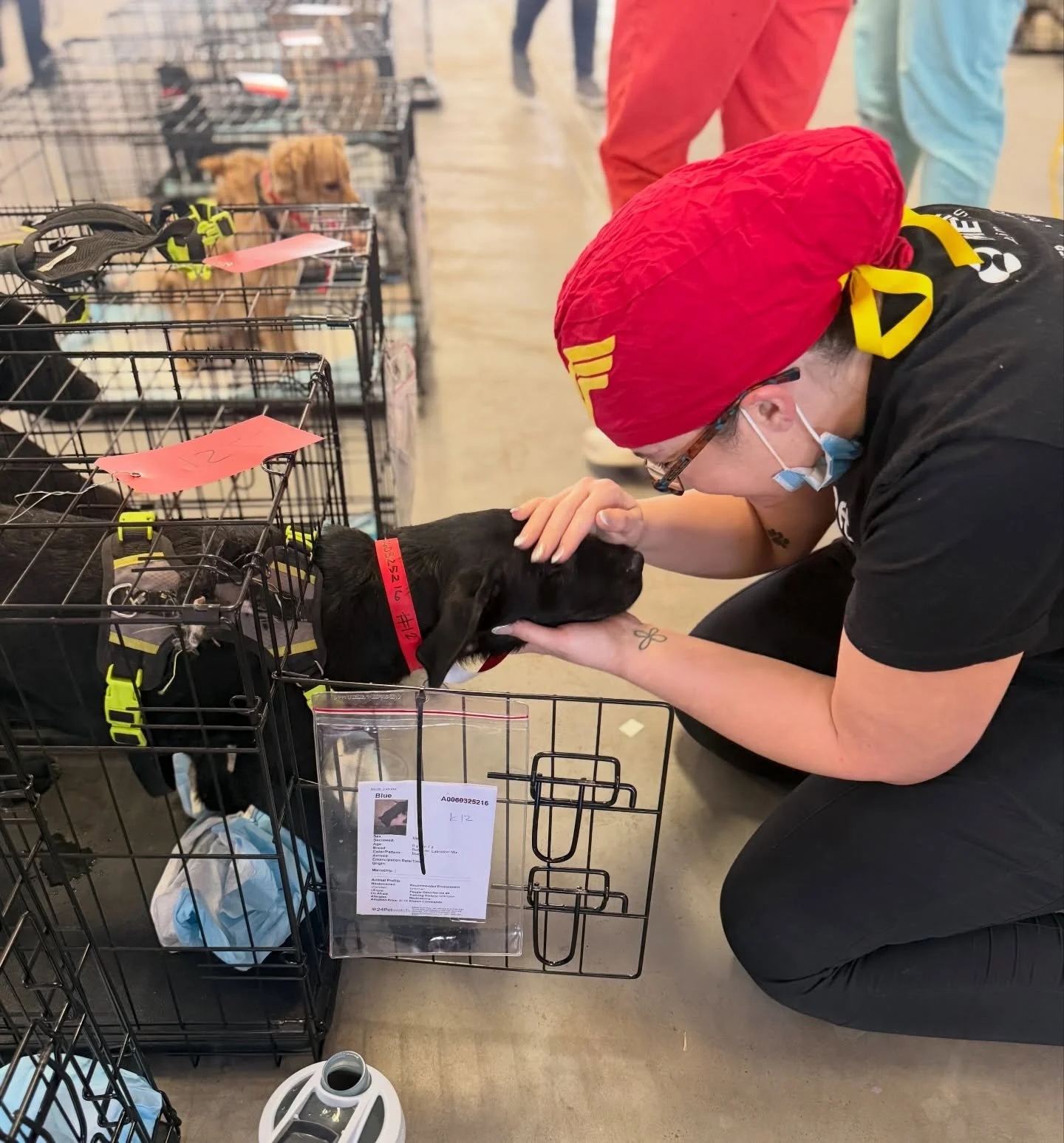 Well, day 2 was fun! TLDR: Over 125 pets were spayed/neutered, vaccinated, and microchipped, our community is AMAZING, and we ended up with three new adoptable Ranch residents! 😅

Meet Jon, Blue, and Sparky. Their owner signed them up to get fixed a