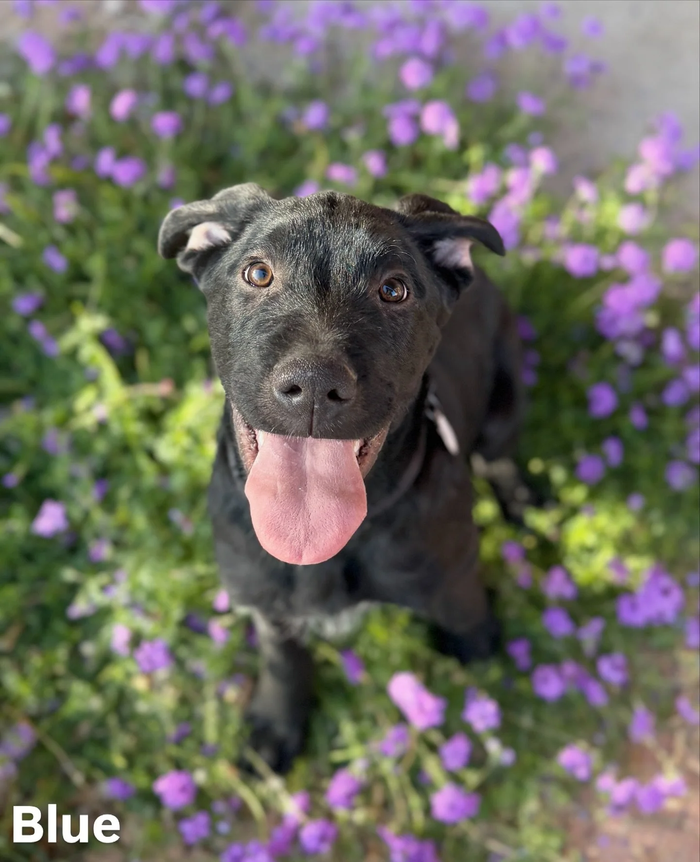 Meet our Ranch adoptables! We have Blue, Jon, Sparky, and Pretzel looking for forever homes, and these are some REALLY good boys. 🫶🥹

Blue, Jon, and Sparky are going to be pretty big dogs. We believe they are Dane/lab mixes. At 3.5 months old, thes
