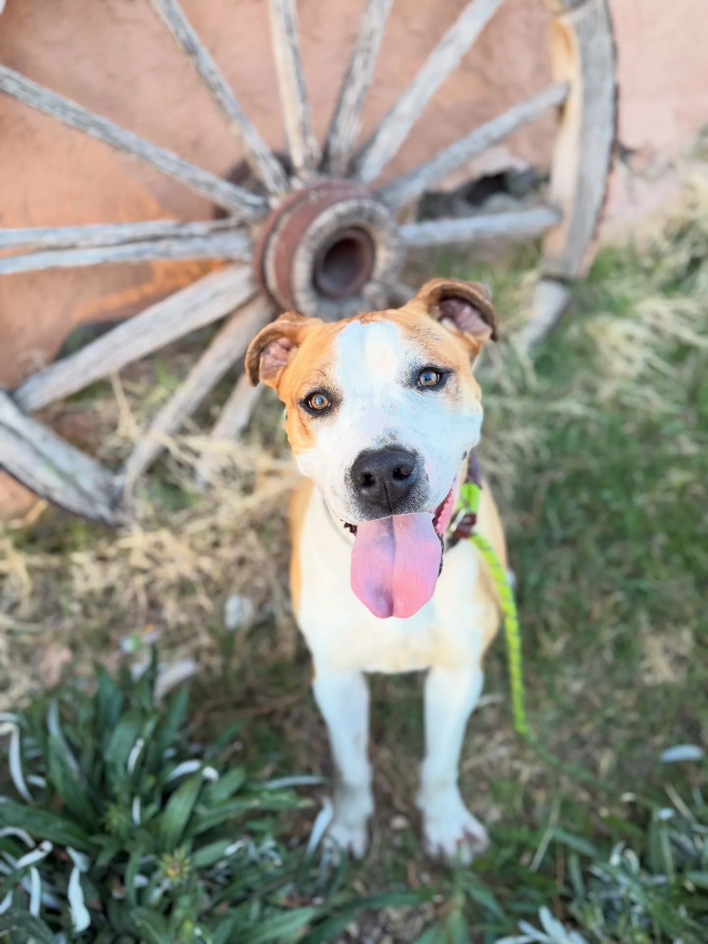 Ranch life lately 🐾🫶

Pretzel (slide 1) is still looking for a forever home! This wigglebutt is dog-friendly (plays ruff), a fetch machine, and has what it takes to be your adventure buddy. He&rsquo;s been with us for over 300 days and is SO ready 