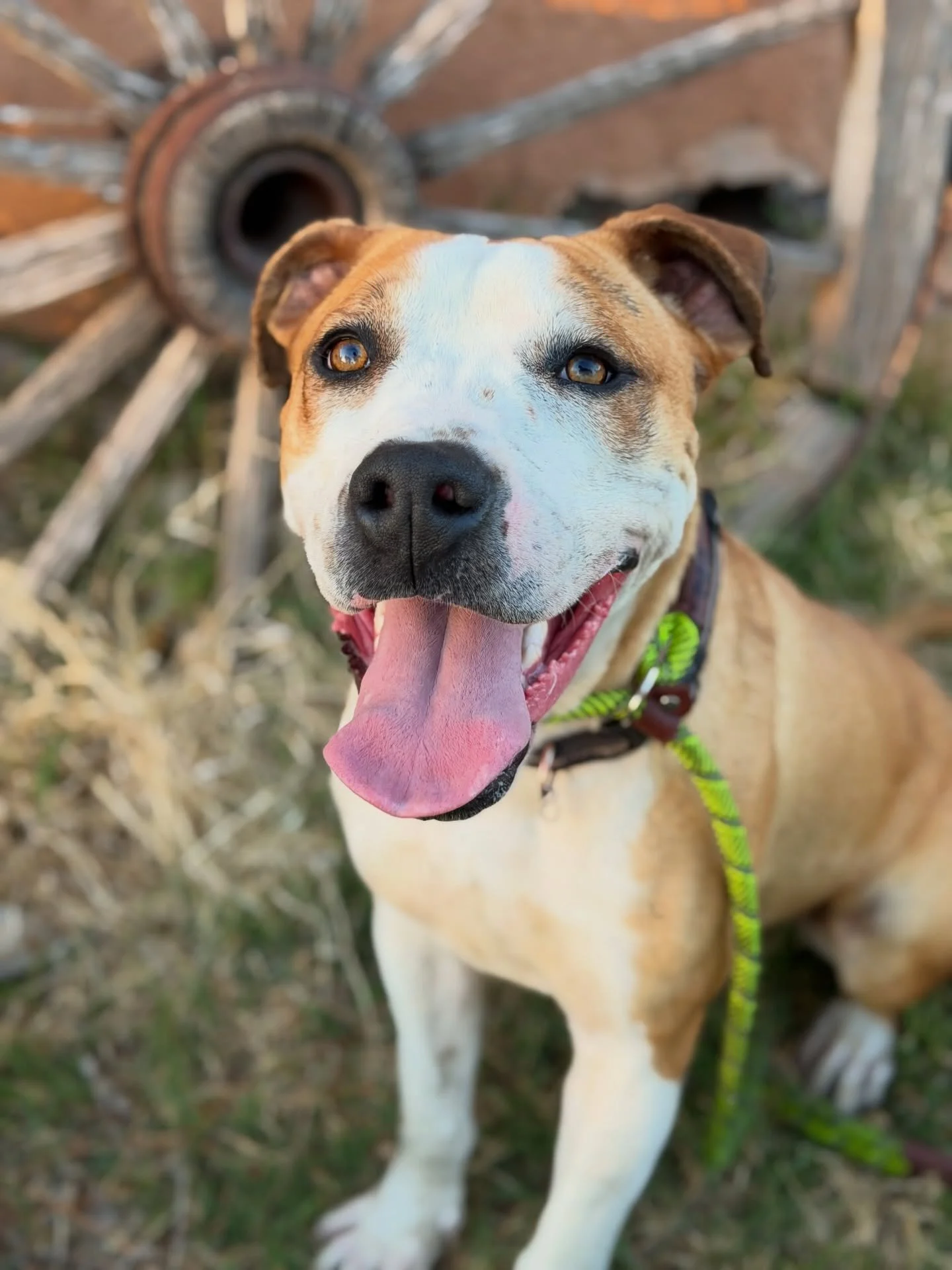 Today is Pretzel&rsquo;s 300th day at the Ranch. In those 300 days, he has had one meet and greet, and it went really well&hellip;but he ended up being too big for what the family was looking for.😞

Pretzel is a good boy, and he deserves a home. If 