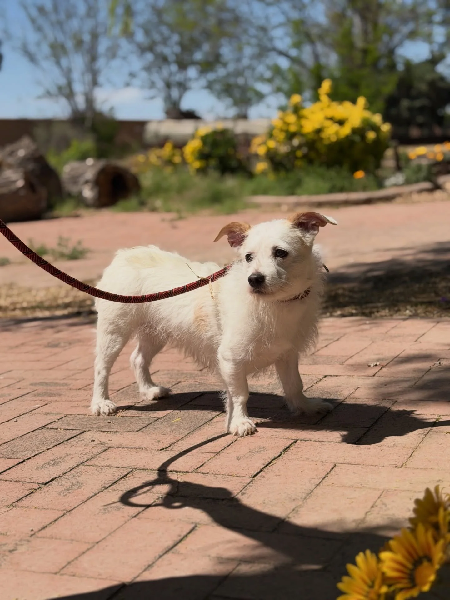 It&rsquo;s been a big weekend at the Ranch! Our kittens are thriving, Pretzel wore a silly hat, our transport pups are getting ready for a flight next week, Billy and Jamie are the same as ever (perfect)&hellip;and&hellip;drumroll&hellip;.our semi-fe