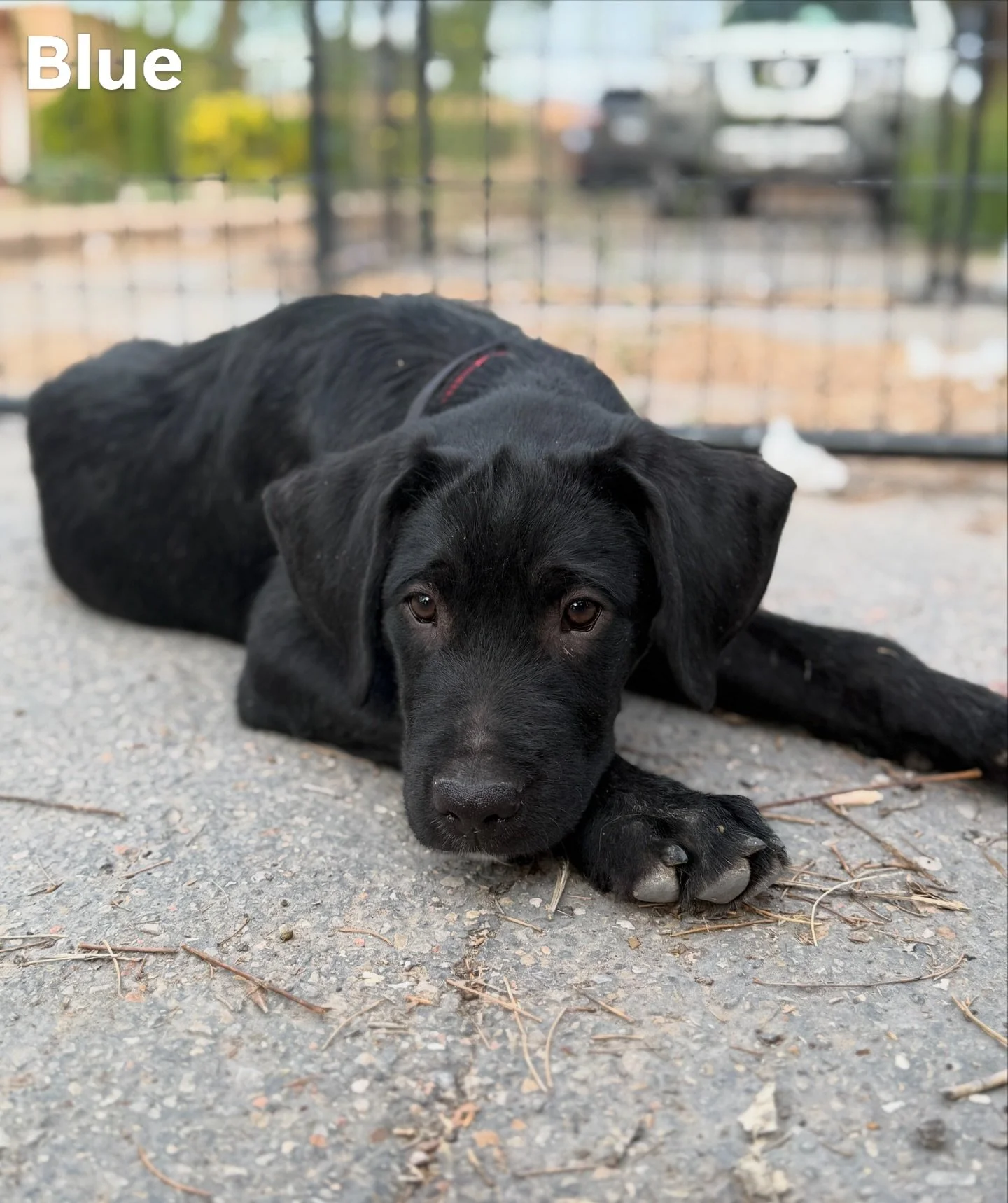 Jon, Blue, and Sparky are still looking for forever homes! These Great Dane/Lab mixes are 4.5 months old, about 40 pounds, and already neutered, microchipped, and fully vaccinated!😍

All three pups are potty trained, walk well on harnesses, and SOOO