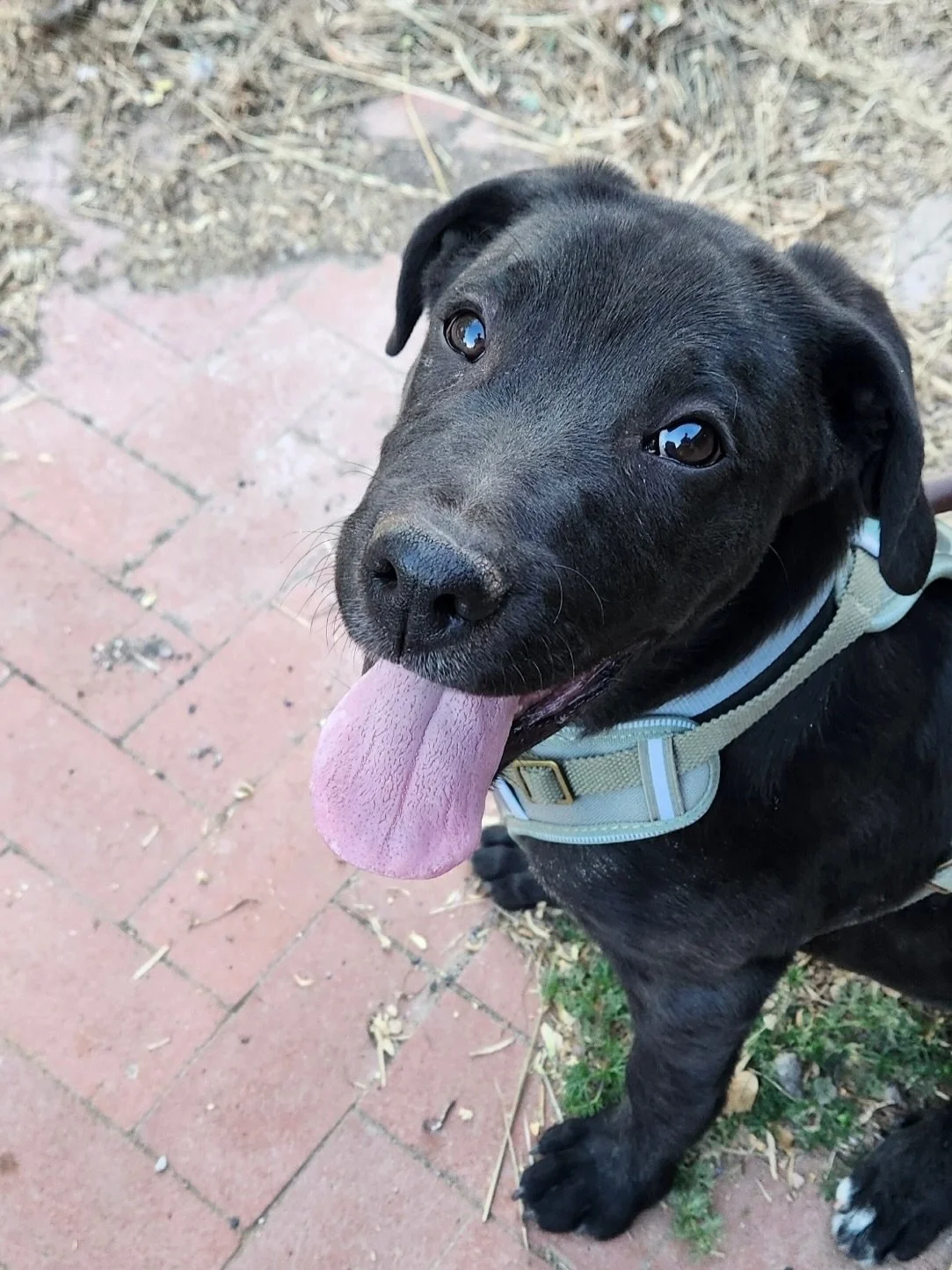 Meet Jon! This Great Dane/Lab cutie is about 4.5 months old, weighs about 40 pounds, and already neutered, microchipped, and fully vaccinated!😍

Jon is potty trained, knows sit, walks well on harness, and is SOOOO SWEET!! He is all about people and 