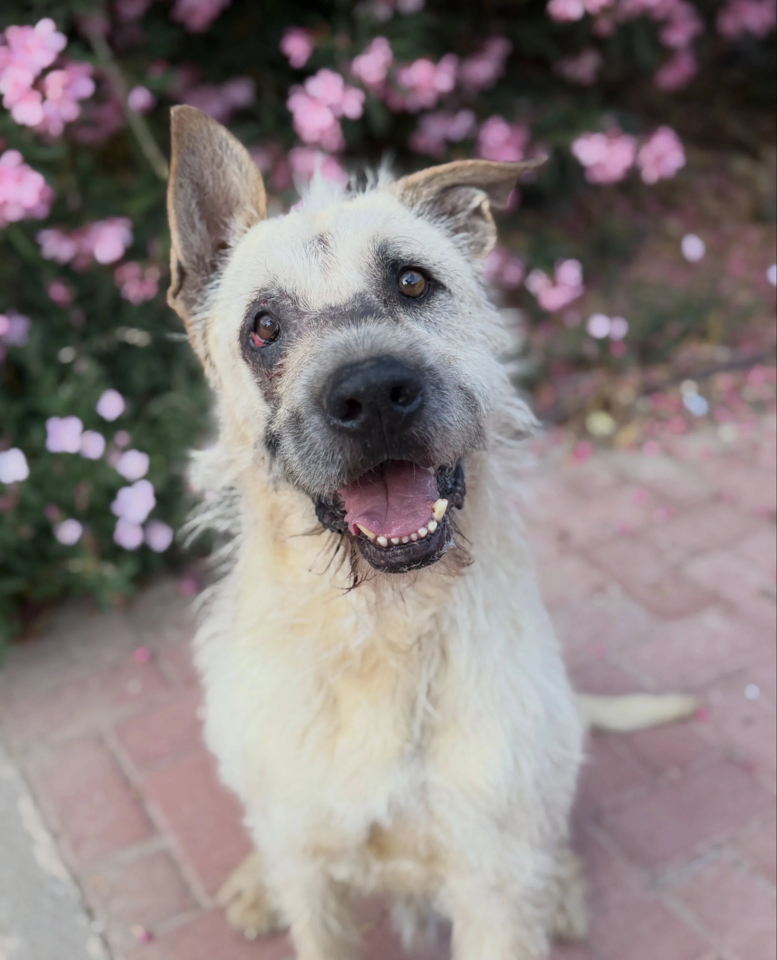 Meet some of our newest Ranch residents! Shrimp Scampi and Harvey were selected by a rescue up in Colorado, so they&rsquo;ll be hanging out with us until their transport. Butters will be with us for some time, to decompress, recover, and learn how to