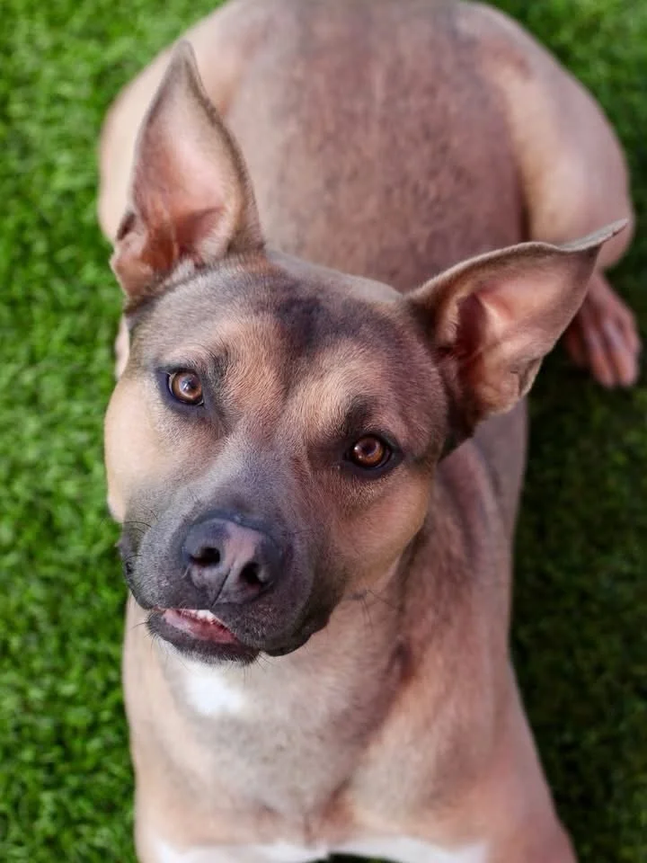 Greysean is still waiting. This is a dog that has been let down time and time again in his short life, and he needs someone to see him.

We first met Greysean when he was two months old. He was quickly placed into a foster home. For eight months, he 