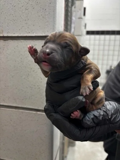 Corn has never had a life outside the shelter. He was born there. He has lived there every day since. All 124 days of Corn&rsquo;s life have been inside a shelter kennel.

He&rsquo;s sweet and cuddly. He loves to learn and walks well on leash. He&rsq